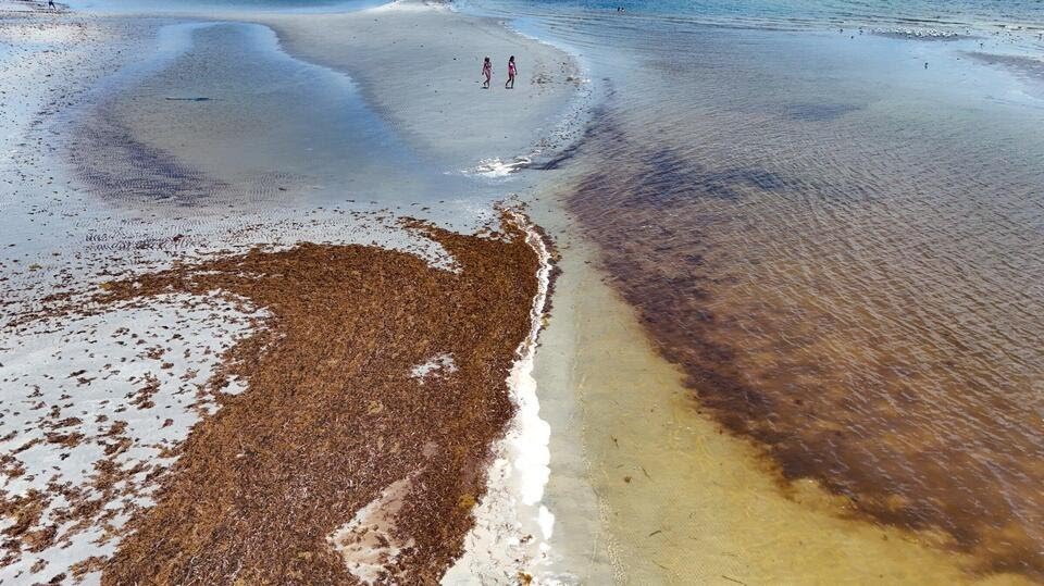 Sargassum seaweed on a beach