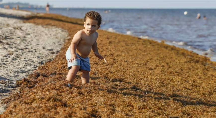 Child wading through sargassum seaweed