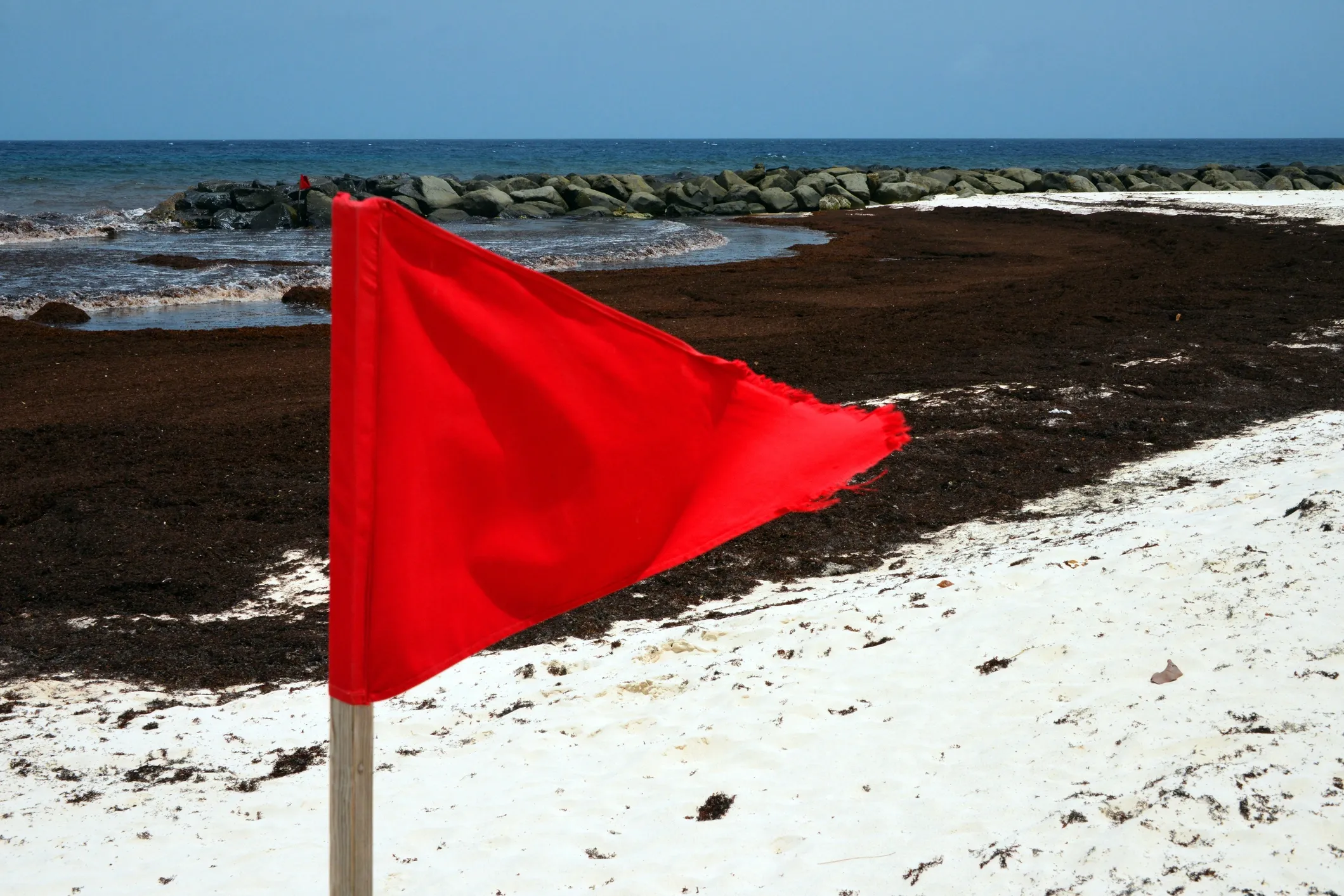 Red flag on a beach covered with sargassum seaweed