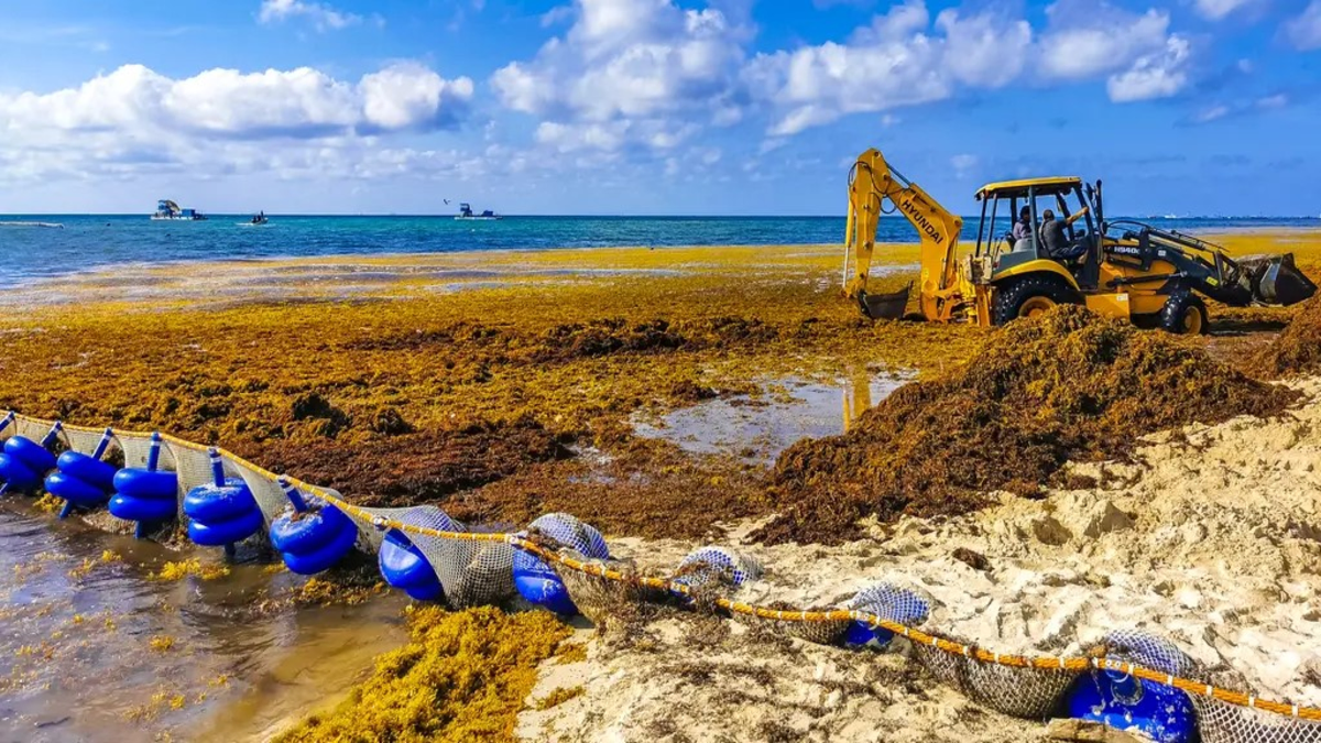 Seaweed covering Playa-del-Carmen beach