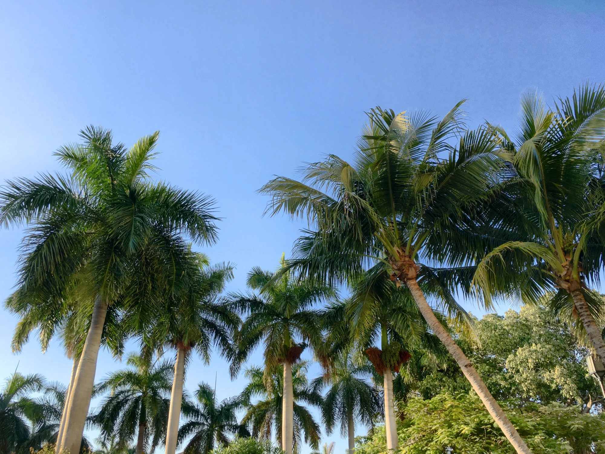 Miami Beach vs. Palm Beach: Which Is Right for You?