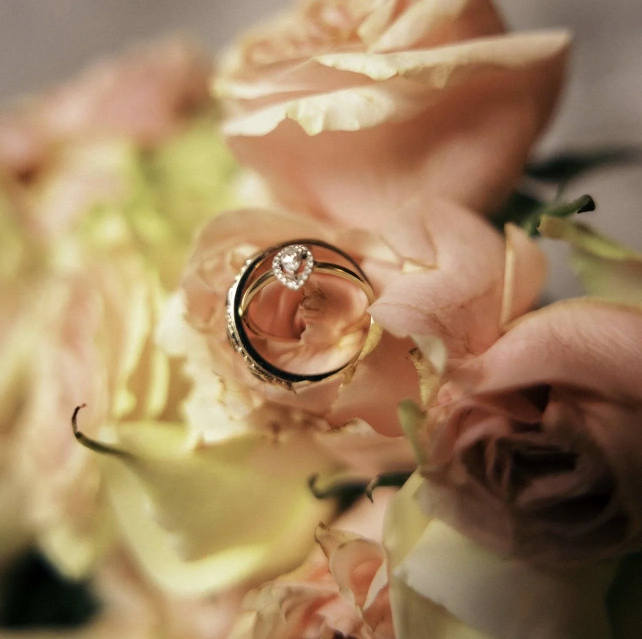 Close-up of a pink rose with wedding rings resting on its petals.