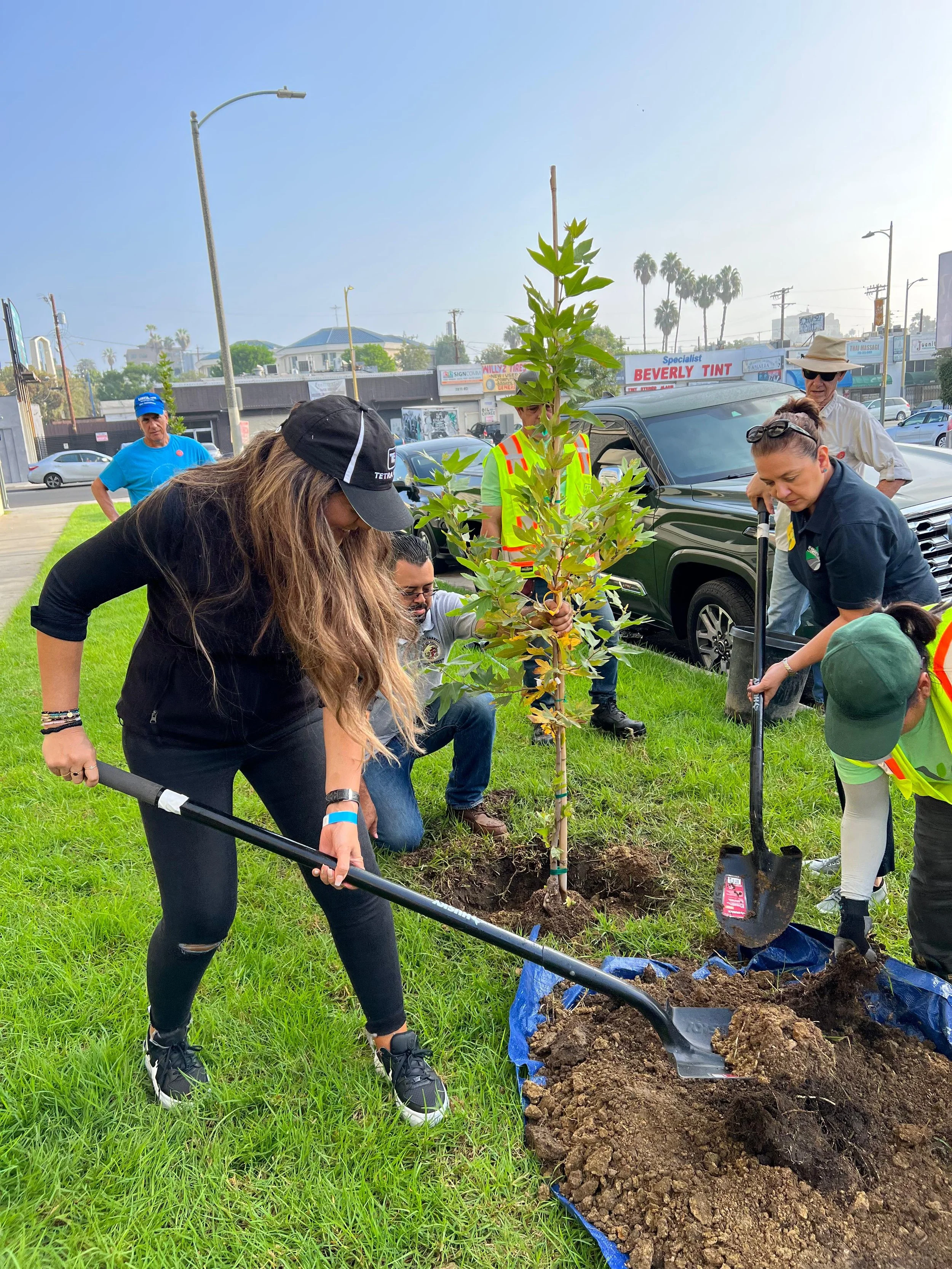 People planting a young tree in a grassy area, some kneeling and some standing, with shovels and planting tools, in an urban setting with cars and buildings in the background.