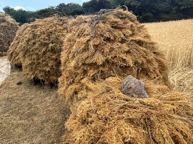 Haystack shaped like a dog with a rock in its mouth, set in a rural field.