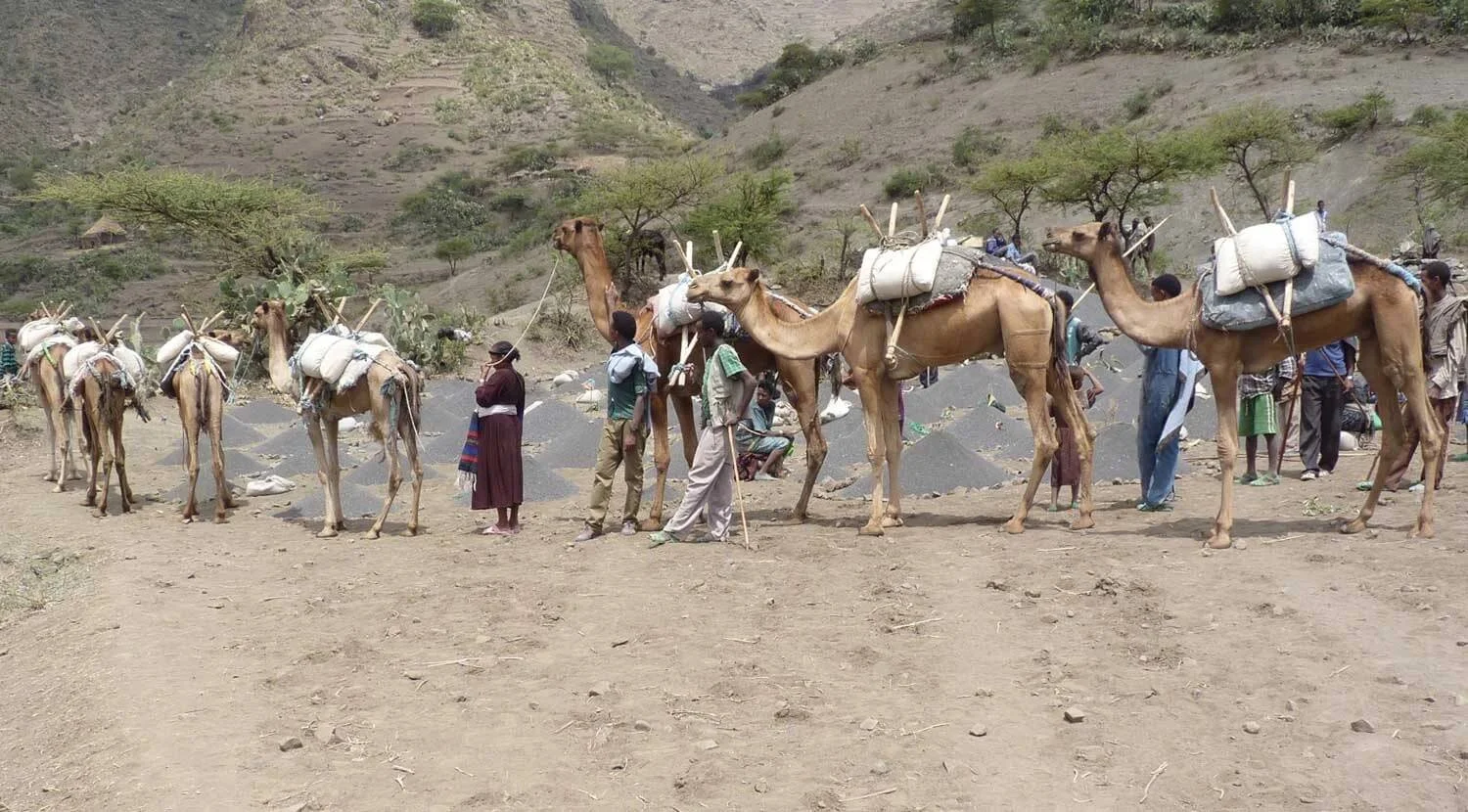A line of camels with packs on their backs, being led by people, standing on a dry, dusty landscape in a mountainous area.