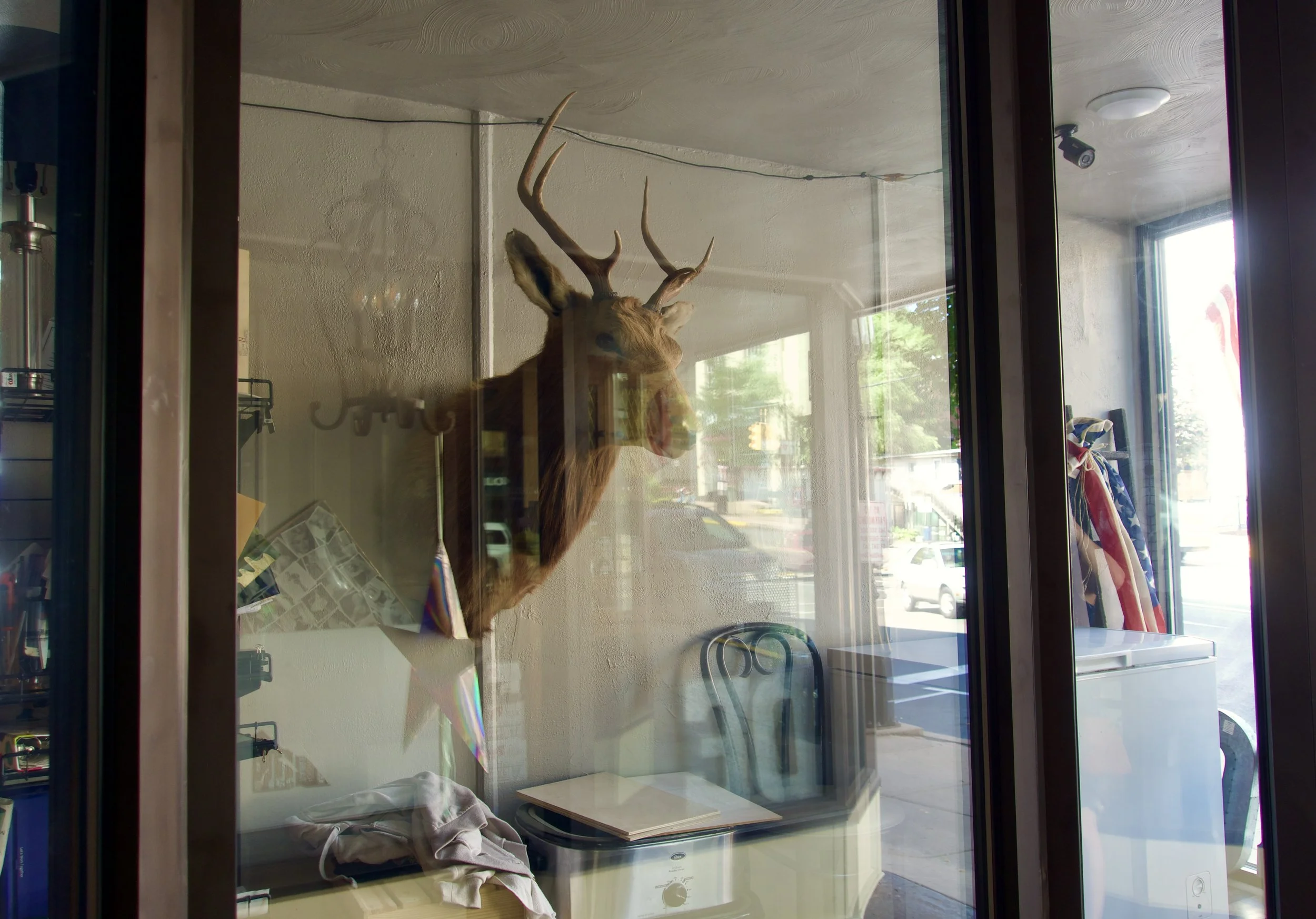 A taxidermy deer head with antlers displayed inside a glass case, visible through a window, with a street scene outside by artist, Karen Serago.