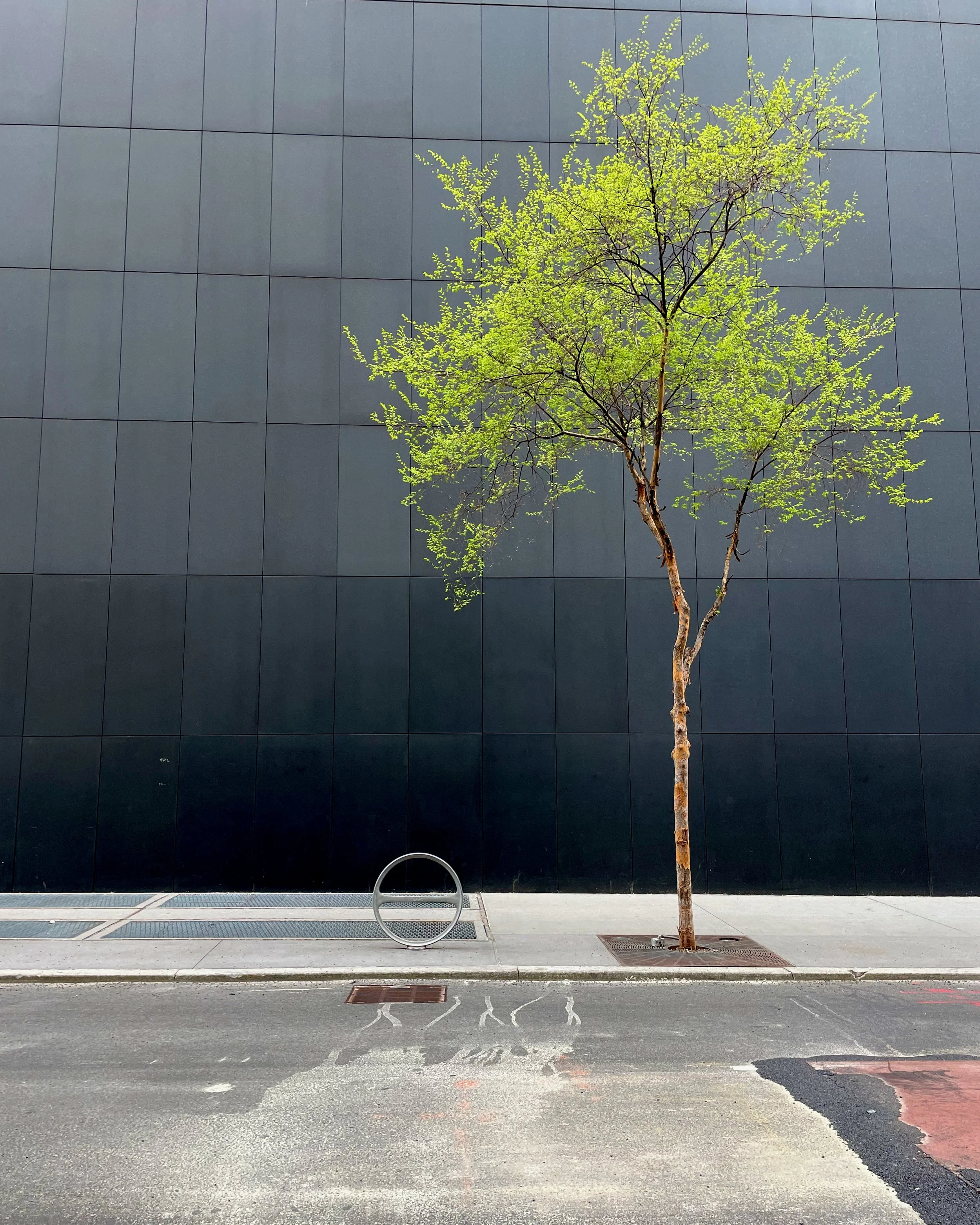 A young, thin tree with bright green leaves stands in front of a modern, dark, tiled building wall. There is a metal bike rack and a drain grate on the sidewalk beneath the tree; photographed by artist, Karen Serago.
