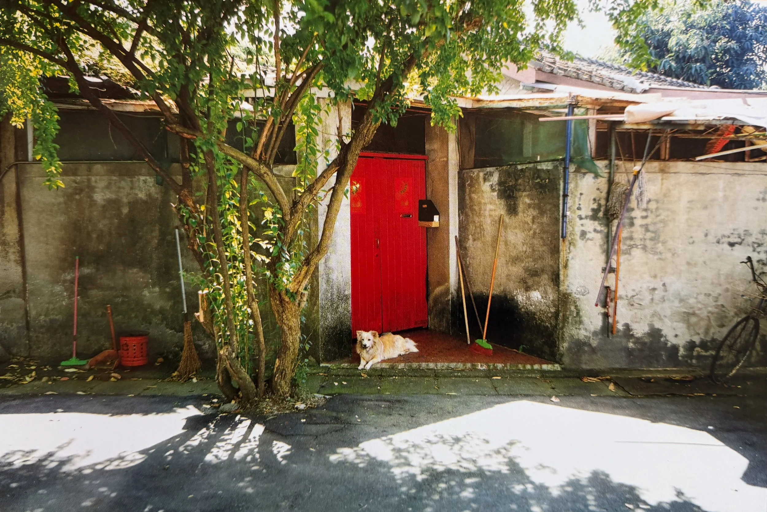 A small dog lying in front of a red door, with a tree and shadows cast on the ground in an outdoor residential area, photographed by artist, Karen Serago.