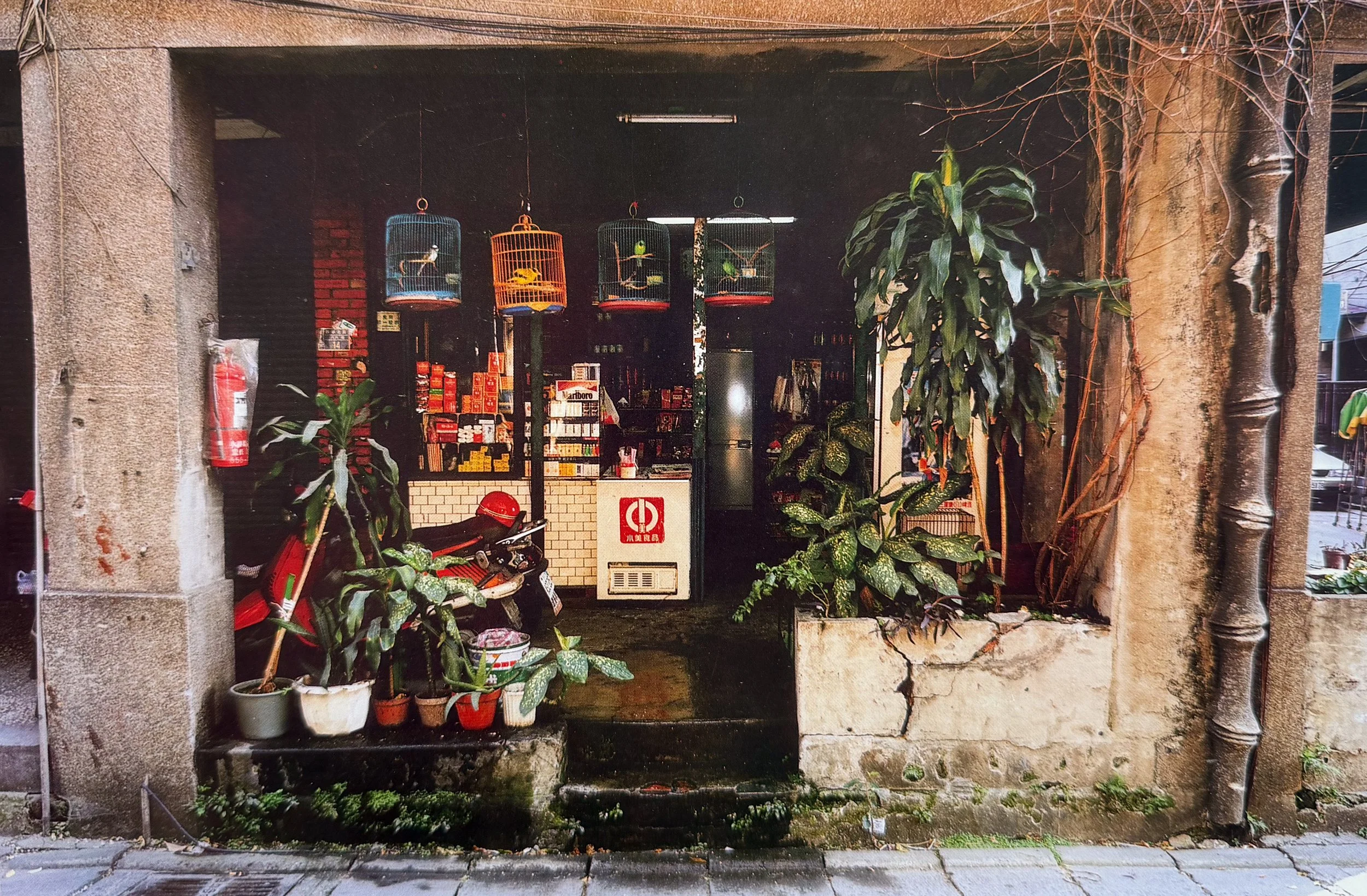 Storefront with plants and cat in a basket in the window, surrounded by concrete and brick walls, photographed by artist, Karen Serago.