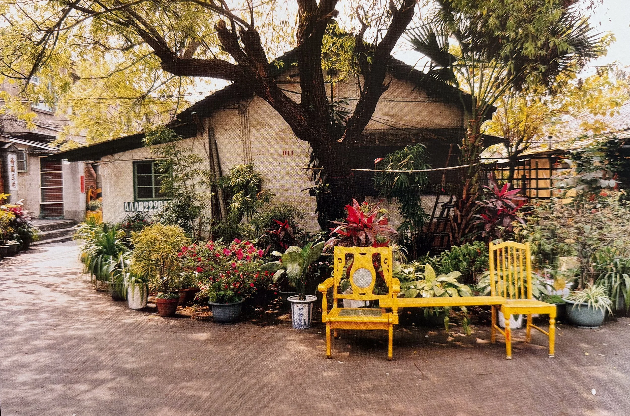 A courtyard filled with various potted plants and flowers, with a large tree in the center. A yellow bench is in the foreground, and there are buildings with windows and doors in the background. Photographed by visual artist, Karen Serago.