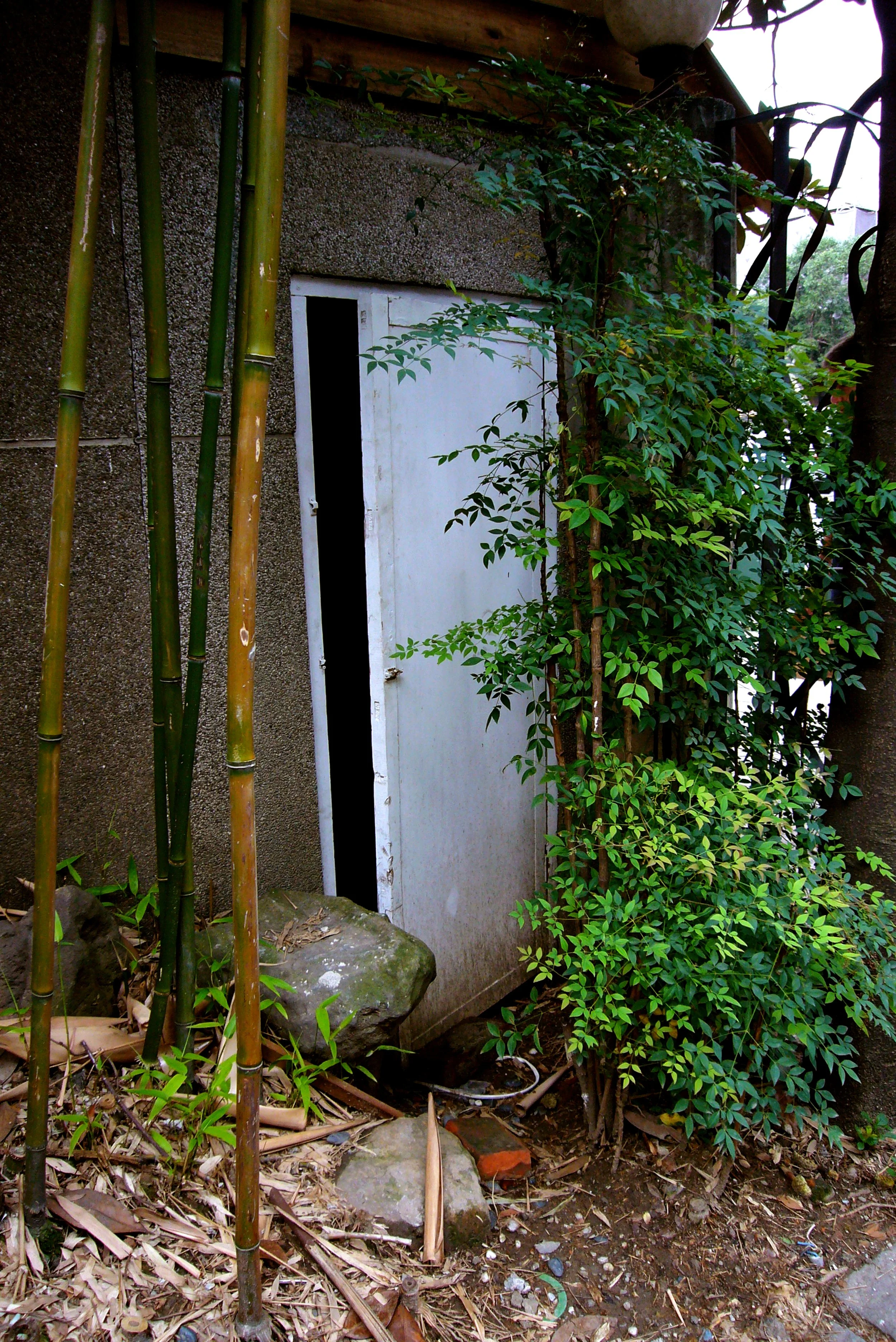 A white door partially open on a concrete wall, surrounded by green bushes and bamboo stalks, with some rocks and debris on the ground.