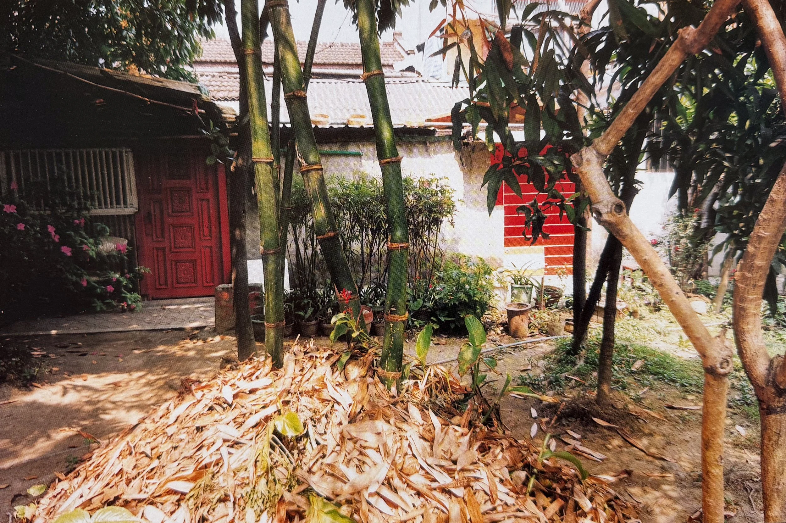 A garden scene with bamboo stalks, potted plants, and trees, with part of a red door and house roof visible in the background, photographed by artist, Karen Serago.