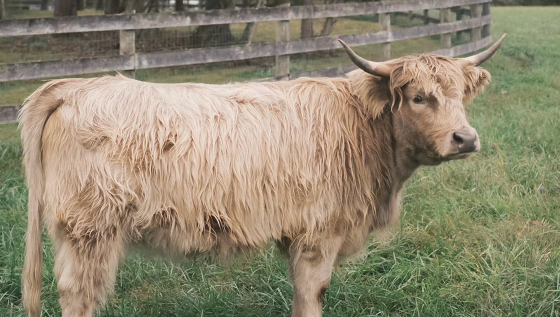 Bridgerton-style High Tea with mini highland cows at Scarlet Springs Farm.