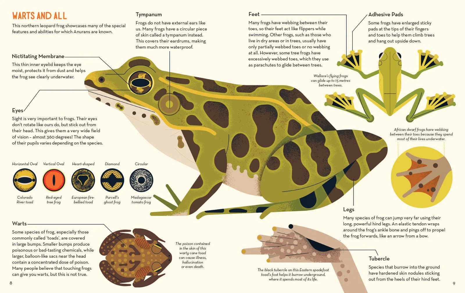 181126-FanaticalAboutFrogs-INSIDE-5_1600_c.jpg