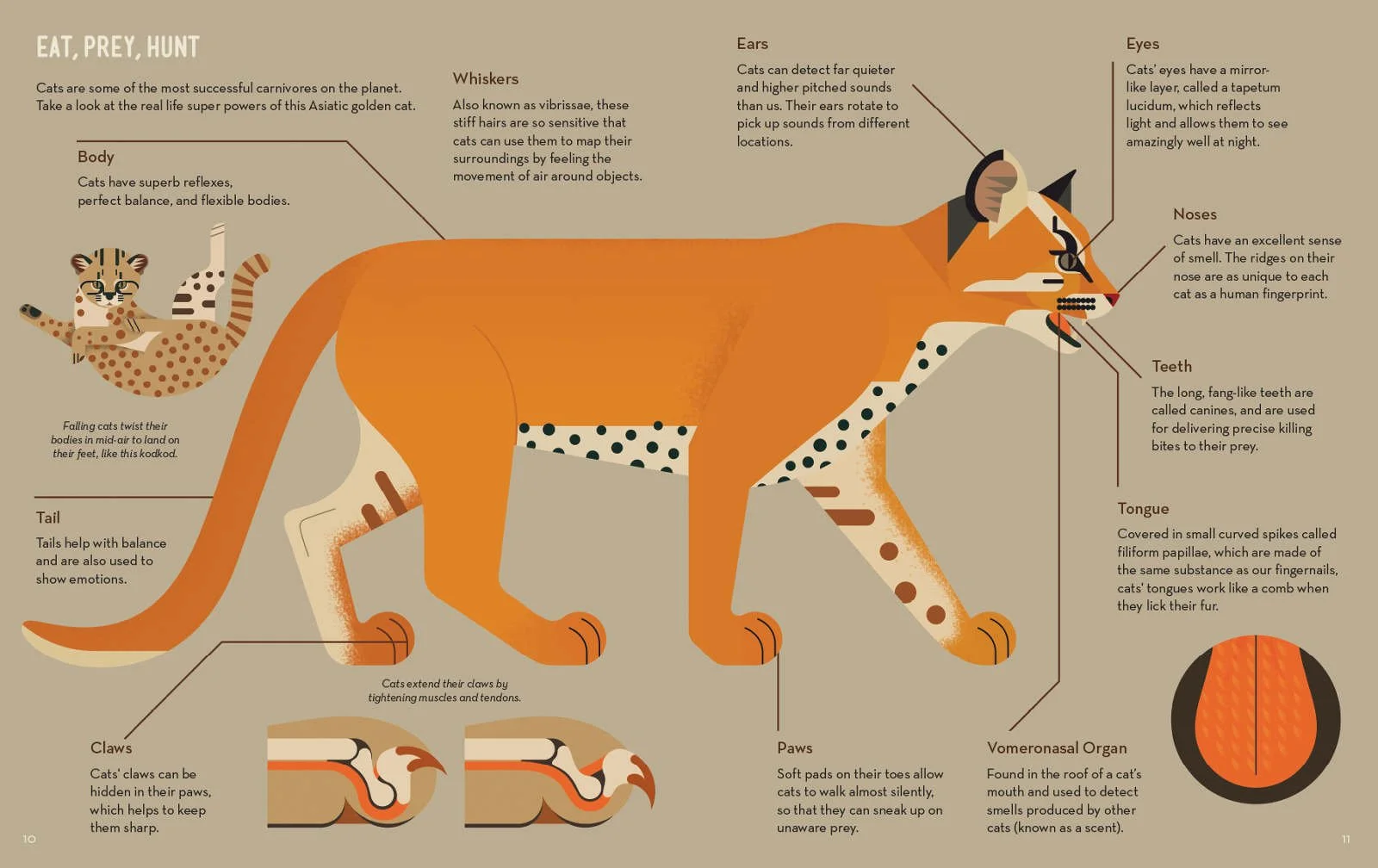 Crazy-about-Cats-6_4_1600_c.jpg