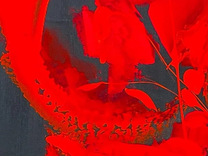 Close-up of red flowers with dark background.