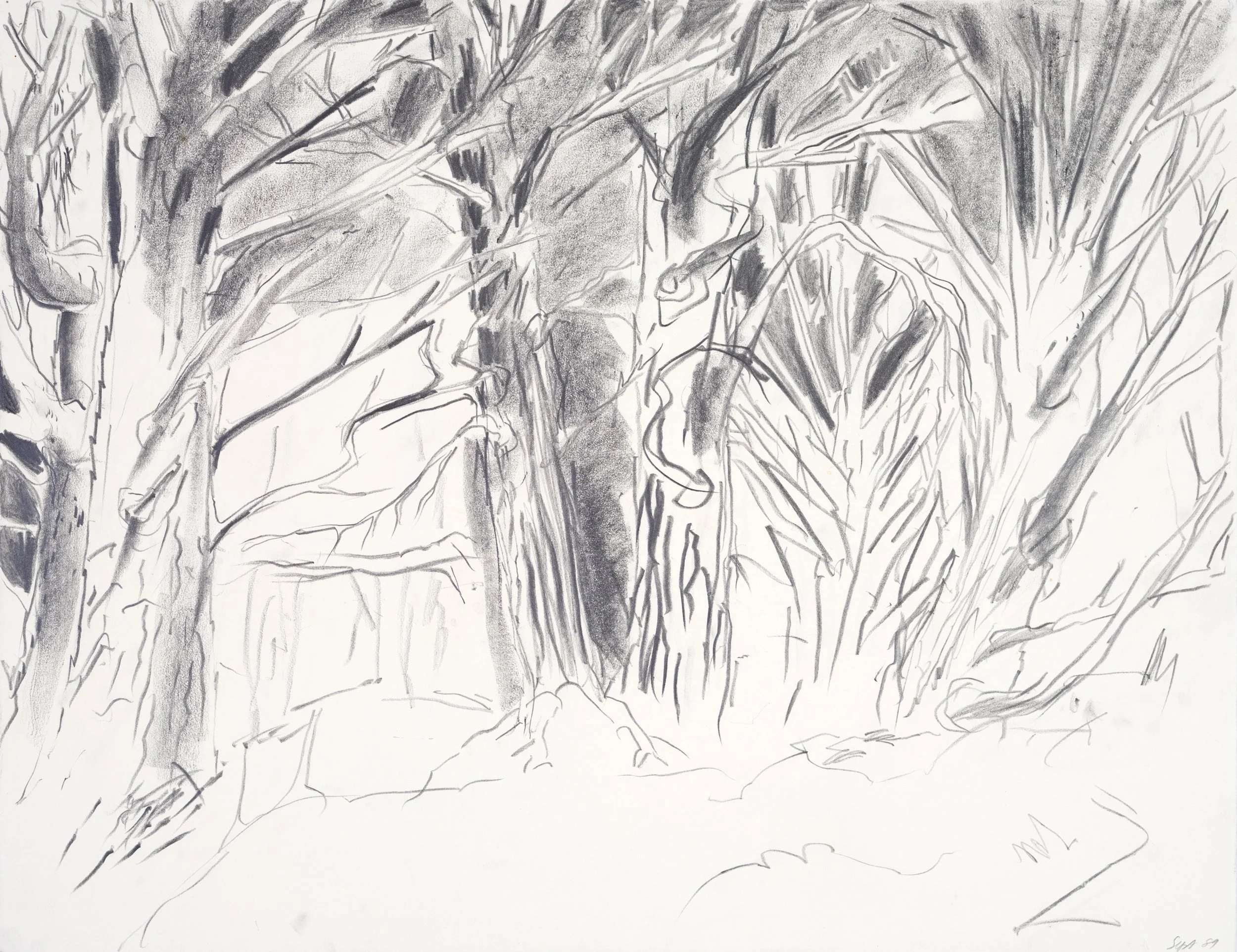 A black and white sketch of tree branches and foliage.