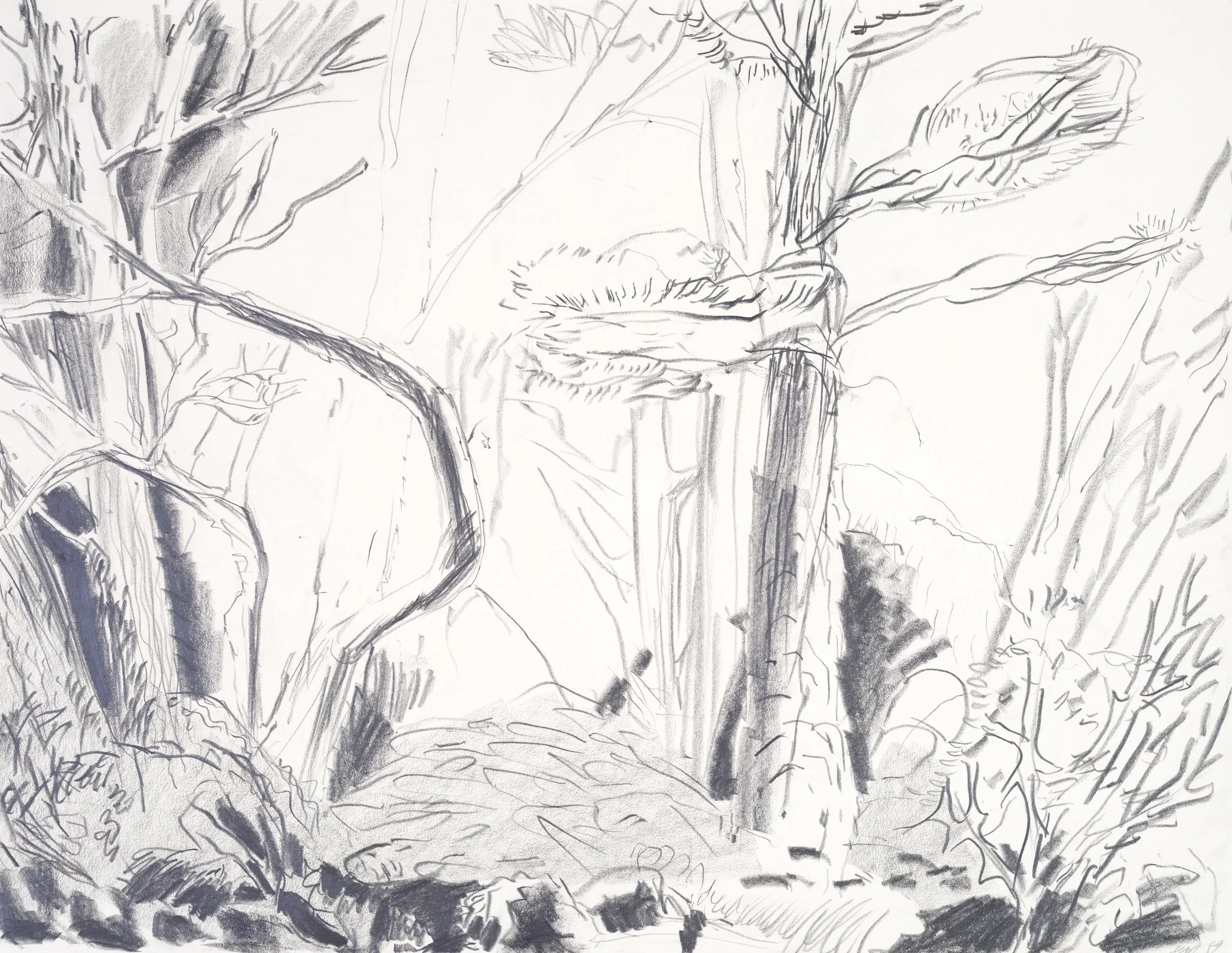 A black and white sketch of trees and branches in a natural landscape.