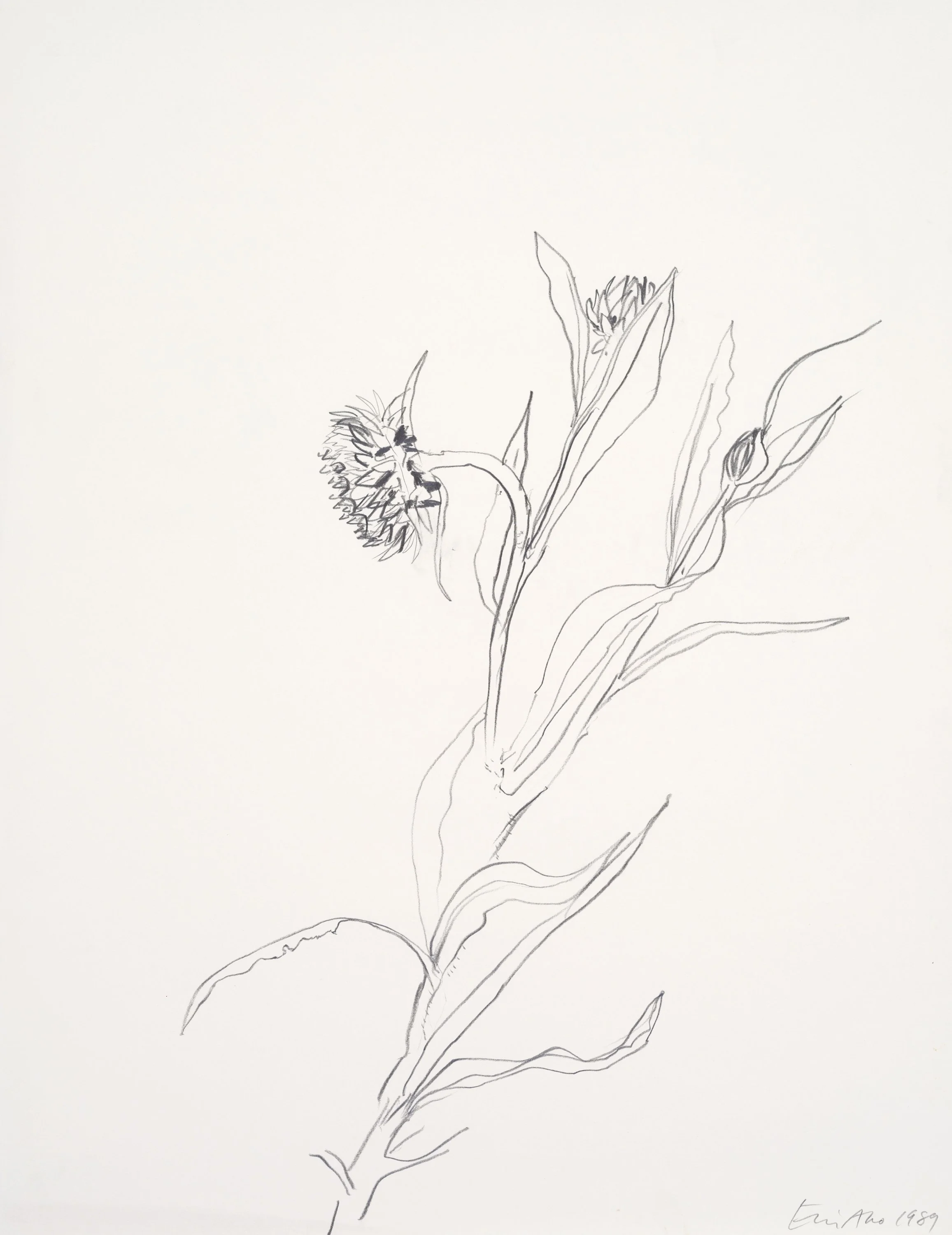 A minimalist black-and-white line drawing of a flower with multiple leaves, signed with the artist's name and date in the bottom right corner.
