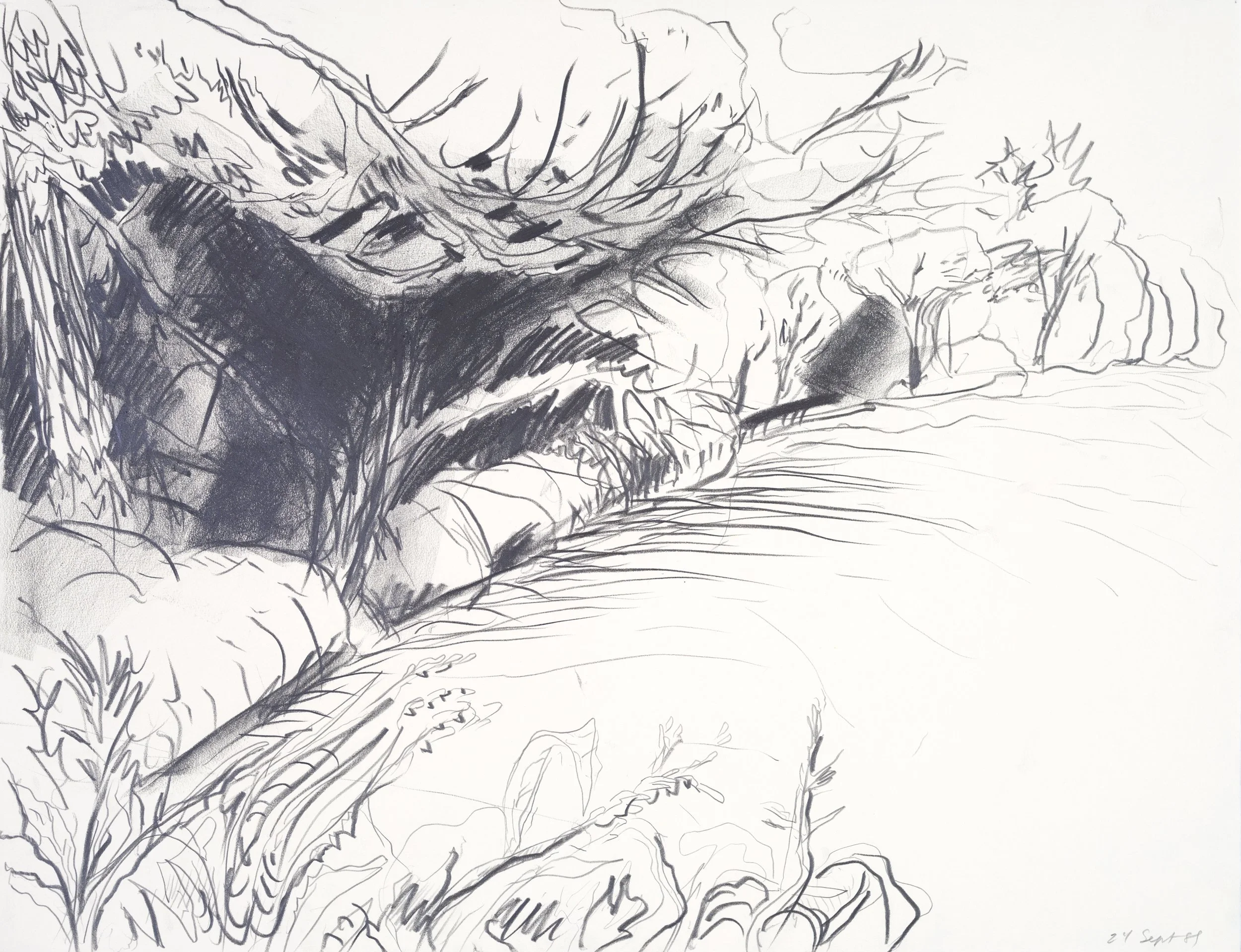 A detailed black and white sketch of a landscape featuring a large tree with prominent branches and leaves, surrounded by other trees and foliage, with a pathway or shoreline in the foreground.