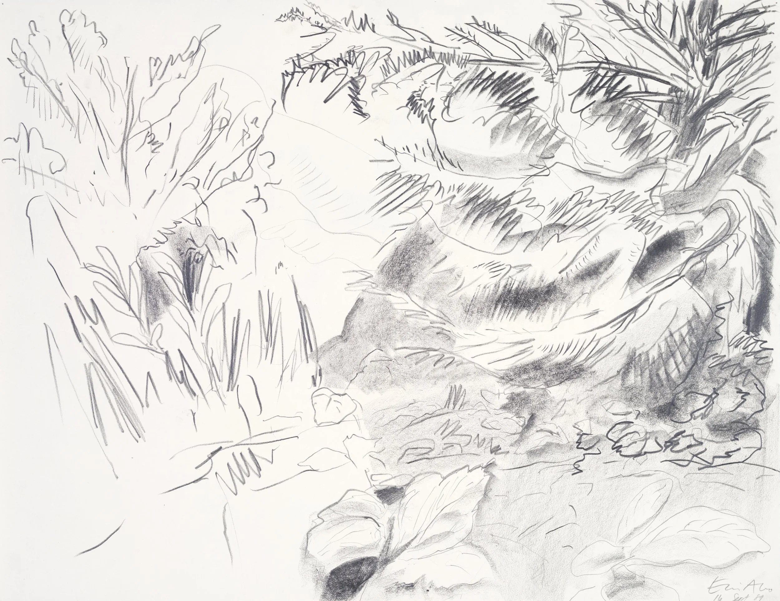 A monochrome sketch of a natural outdoor scene with trees, plants, and rocks.