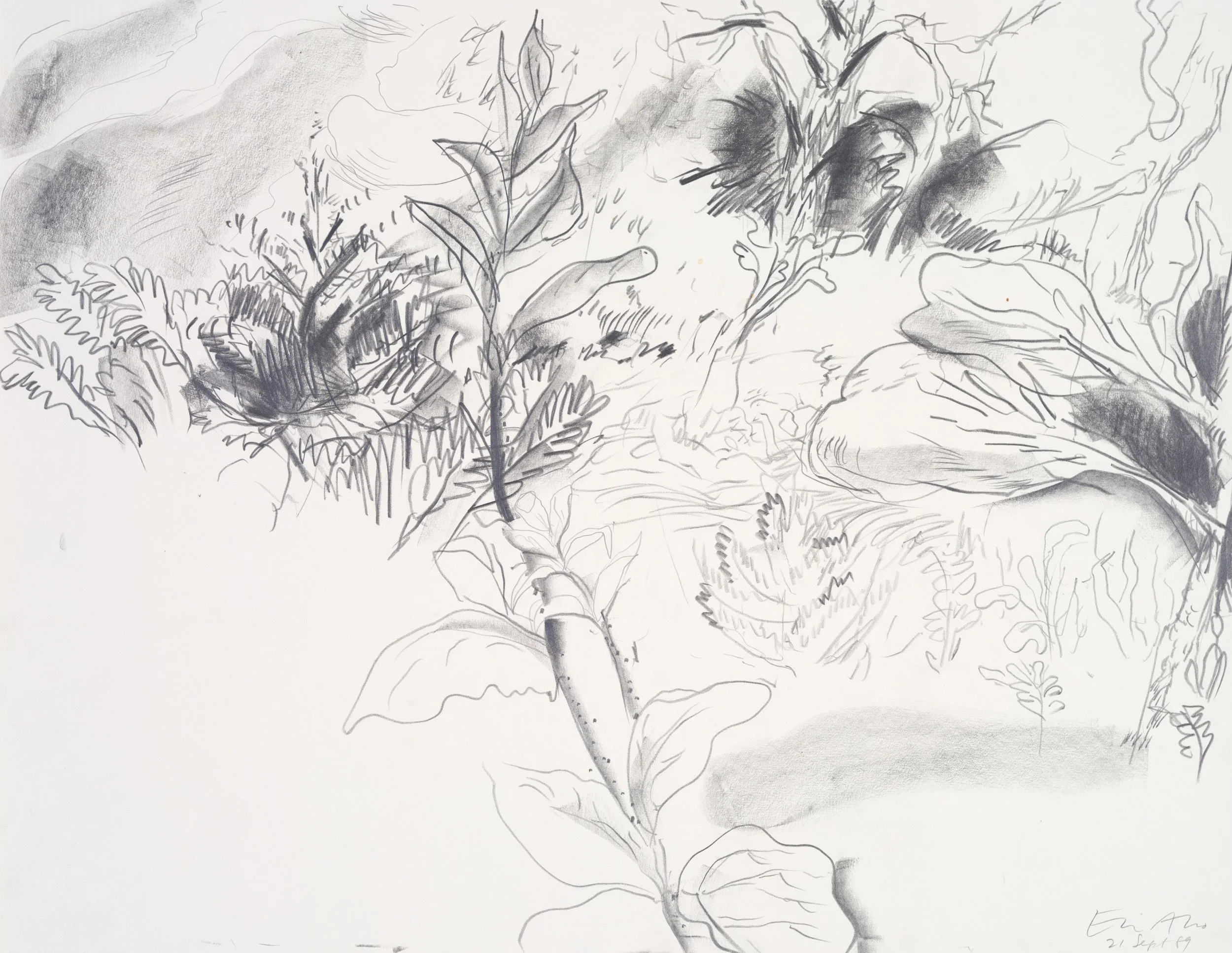 Black and white sketch of various plants, including ferns, leaves, and stems, drawn in a loose, expressive style.