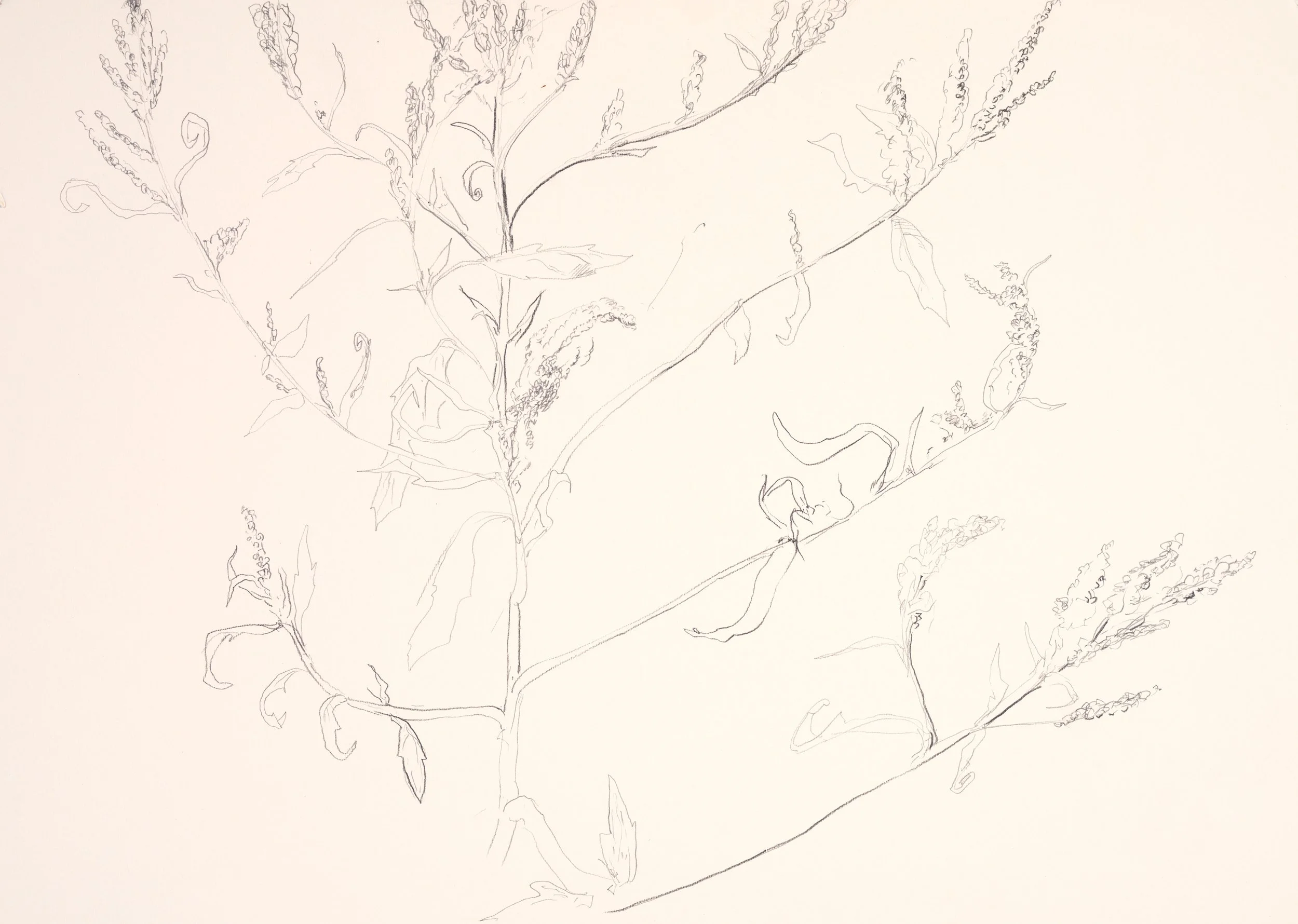 A sketch of a plant with leaves and small flowers on thin, elongated stems.