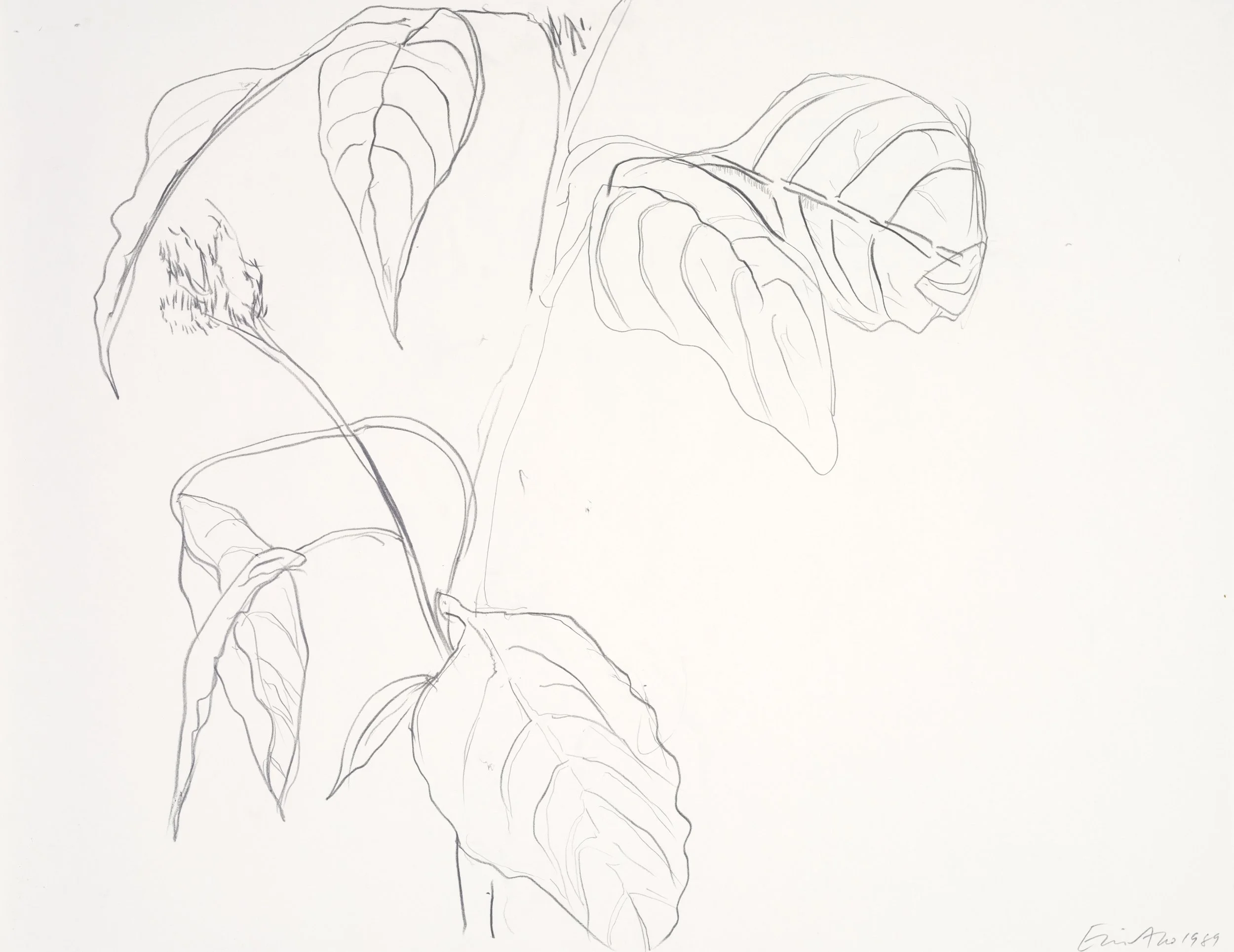 Line drawing of a plant with elongated leaves on white paper.