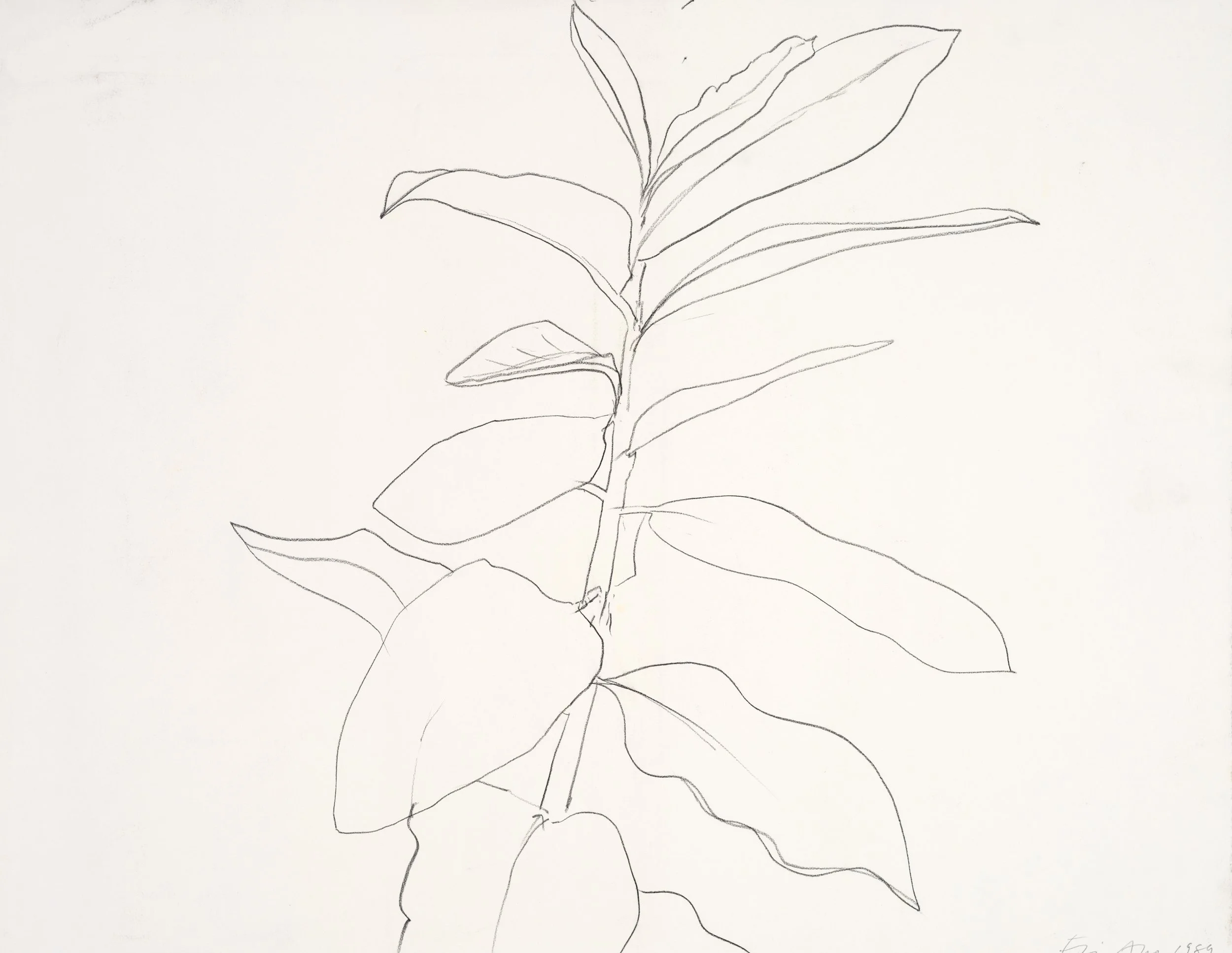 A simple line drawing of a plant with leaves on a plain background.