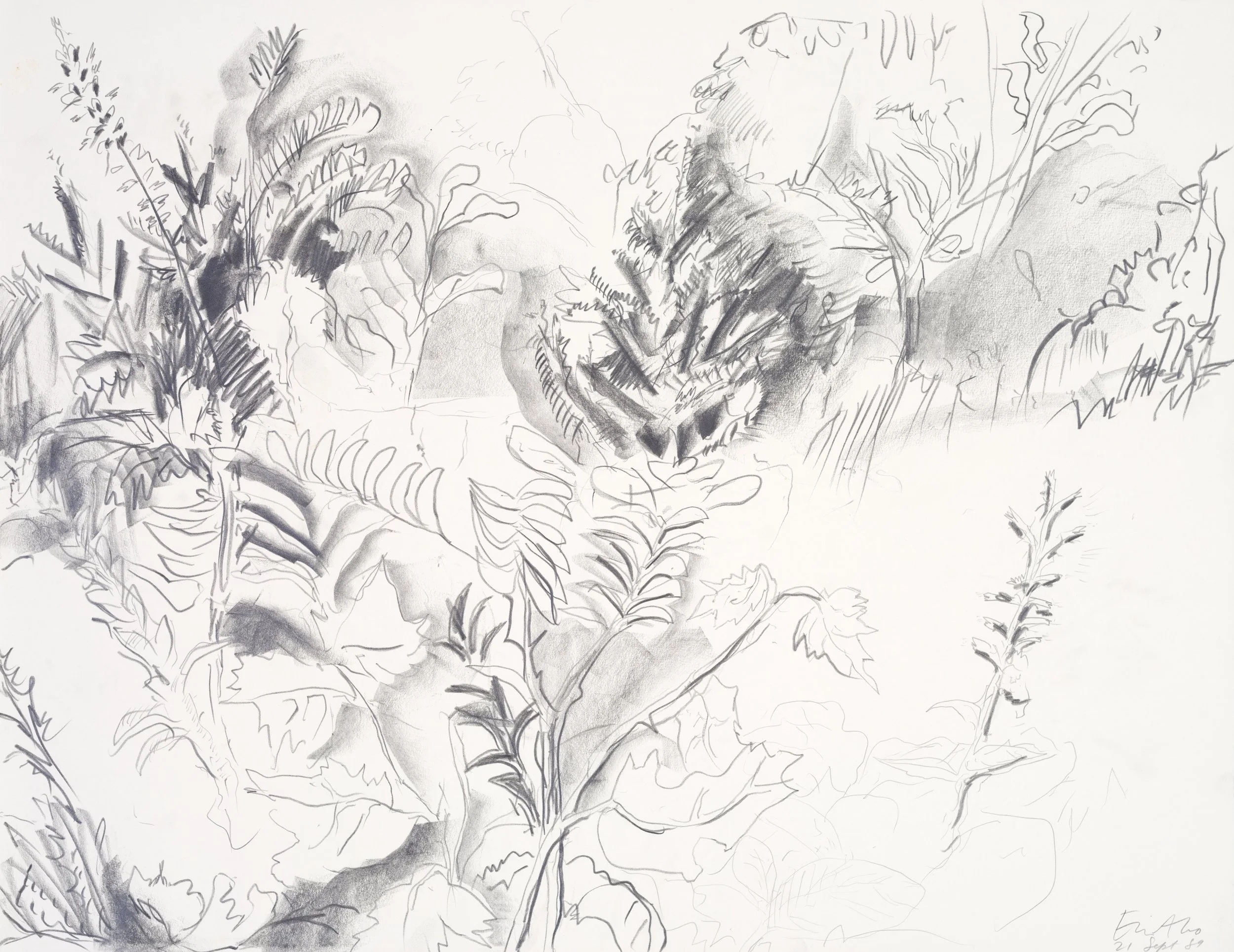 A black and white charcoal sketch of various plants, including ferns and leafy branches, with detailed shading and line work.