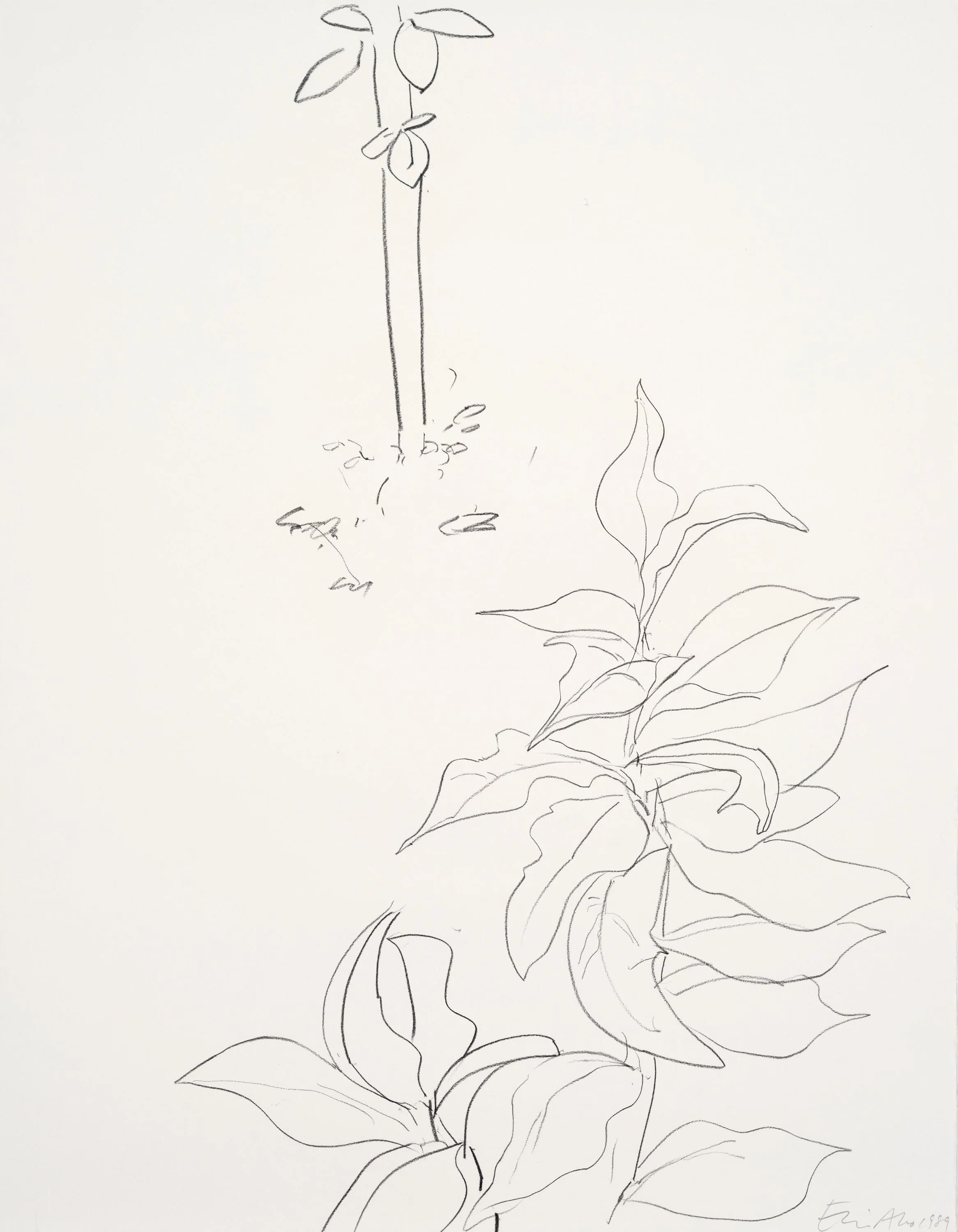 A simple black ink line drawing of a plant with large leaves and a tall, thin stem, with a few small leaves near the top.