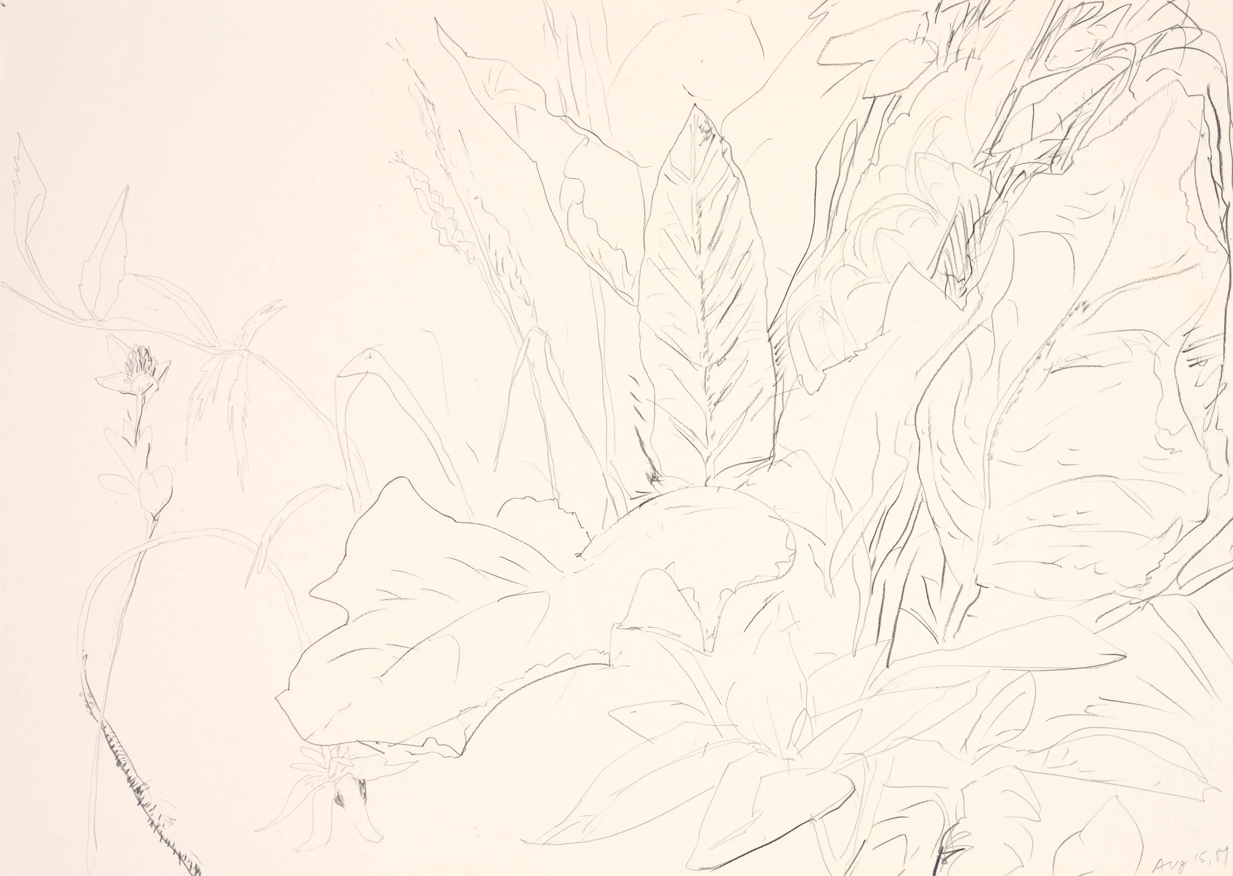 A line drawing of large leaves and a flower with a small bud, sketched with fine lines on a light background.