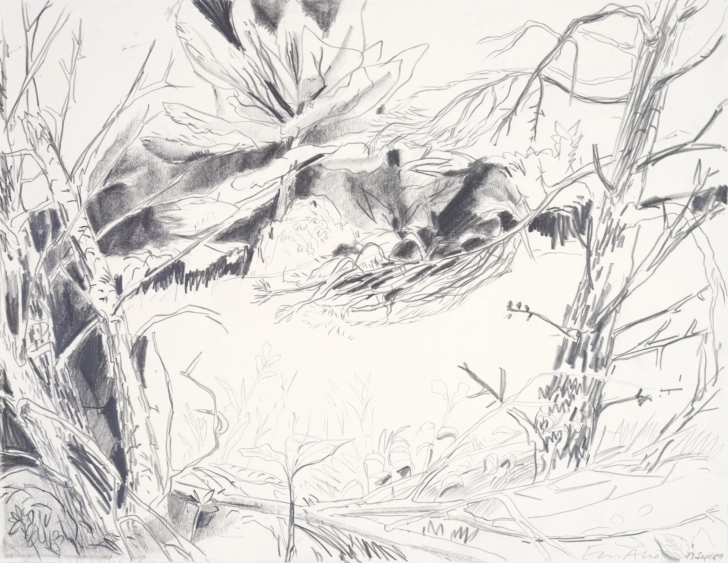 A detailed pencil drawing of a lush forest scene with large trees, dense foliage, and a variety of plants.