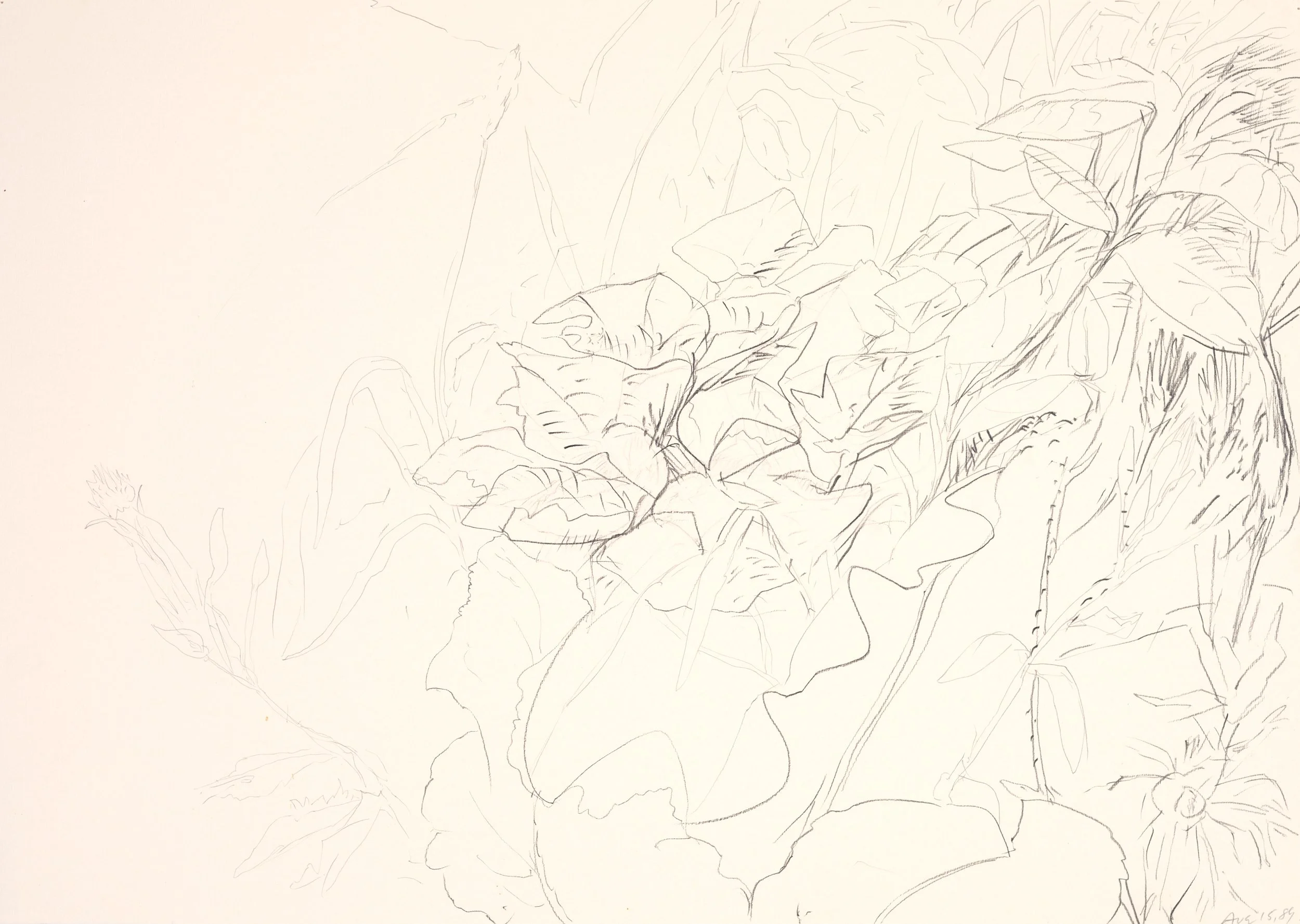 A faint line drawing of various large leaves and plant stems on a light background.