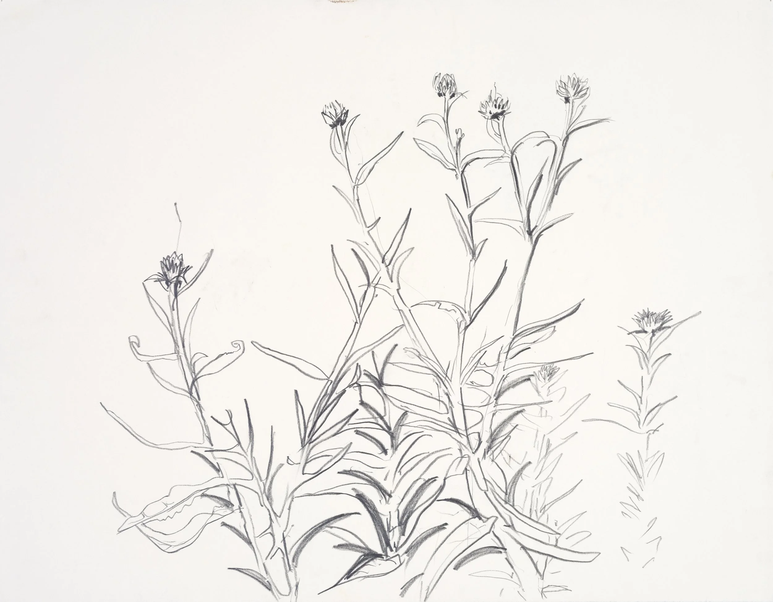 A black and white line drawing of a flowering plant with multiple leaves and flowers on tall, slender stems.
