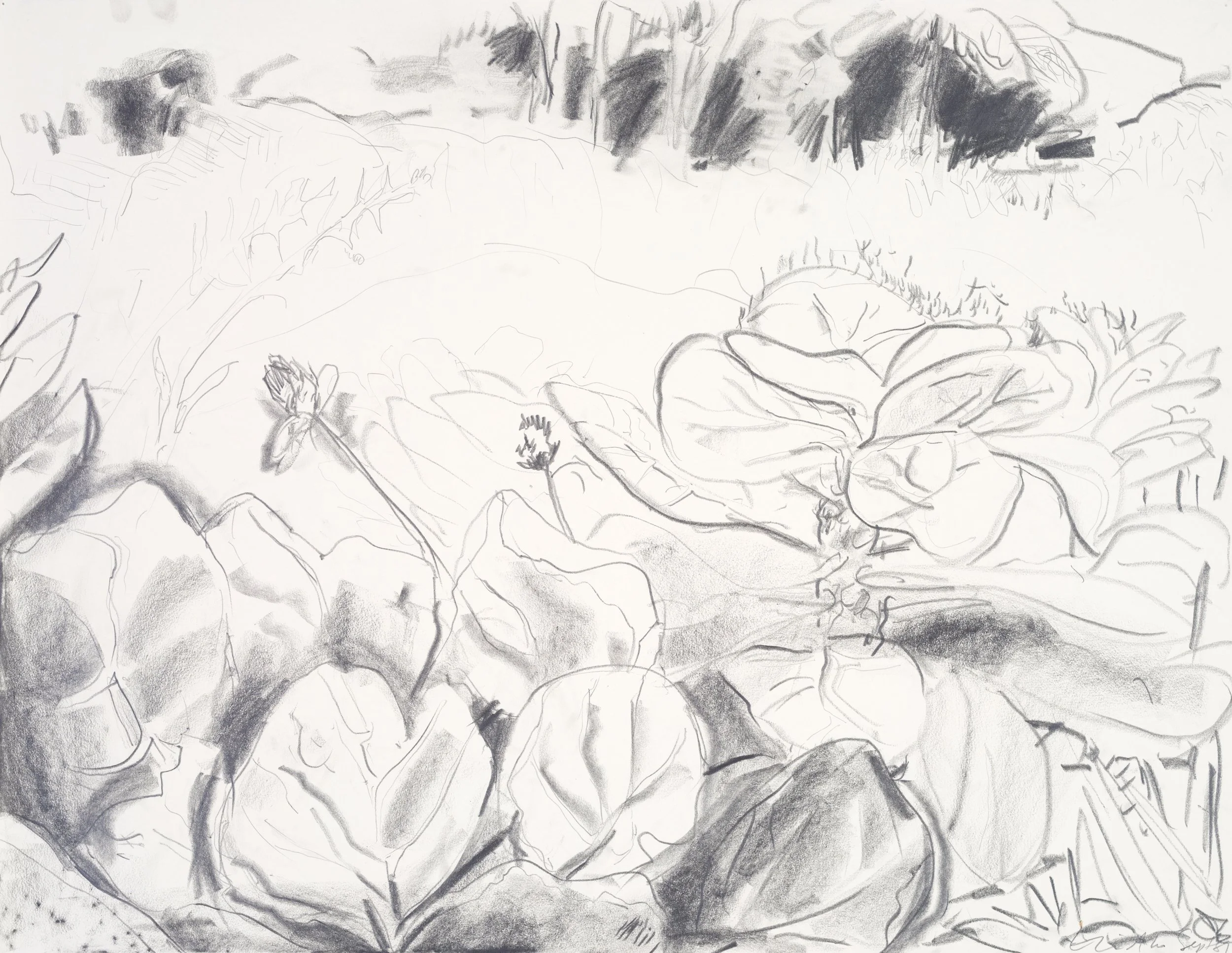 A pencil sketch of a garden scene with various leafy plants and trees in the background, rendered in black and white.