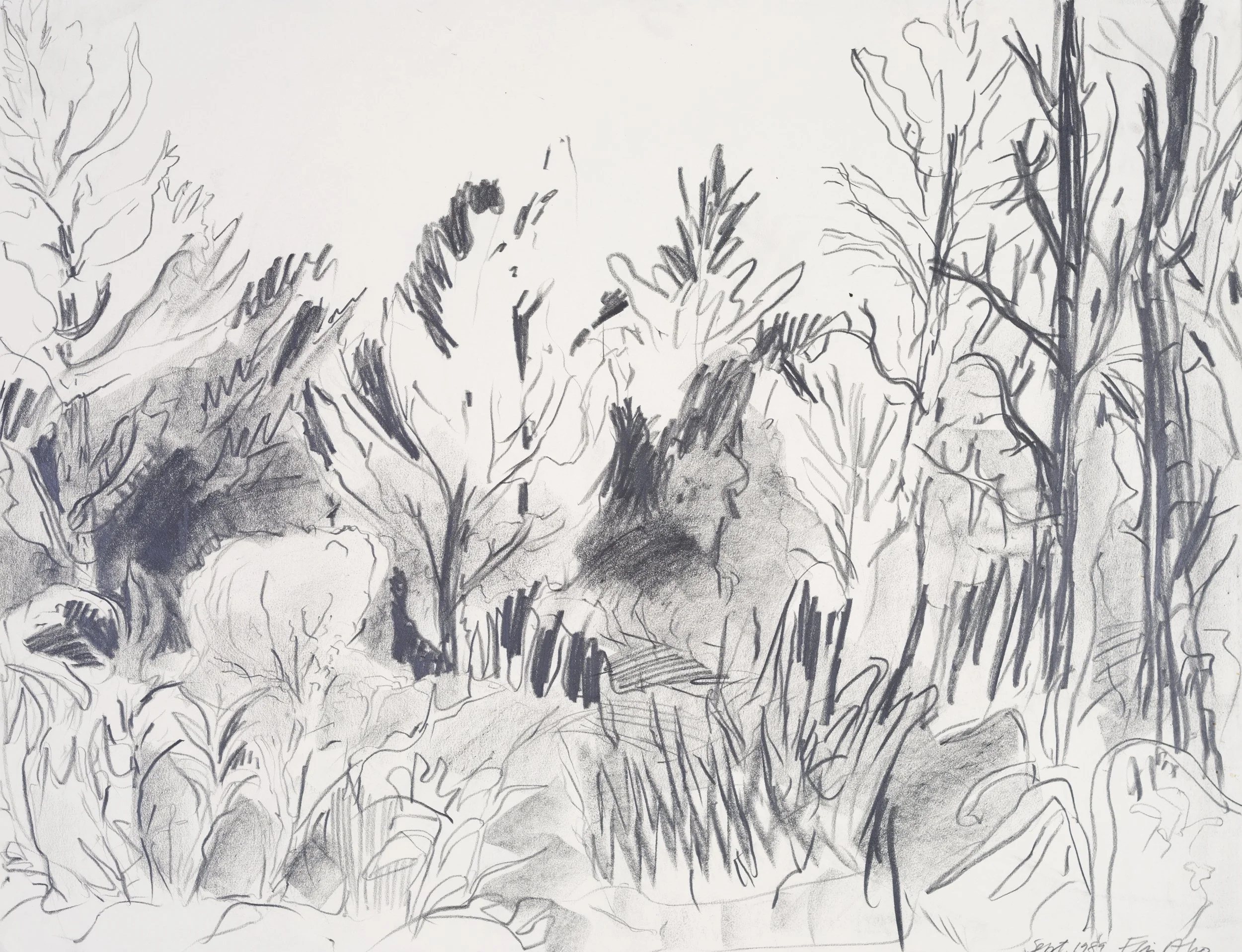 Black and white sketch of a natural scene with trees and bushes, with some details showing branches and foliage.