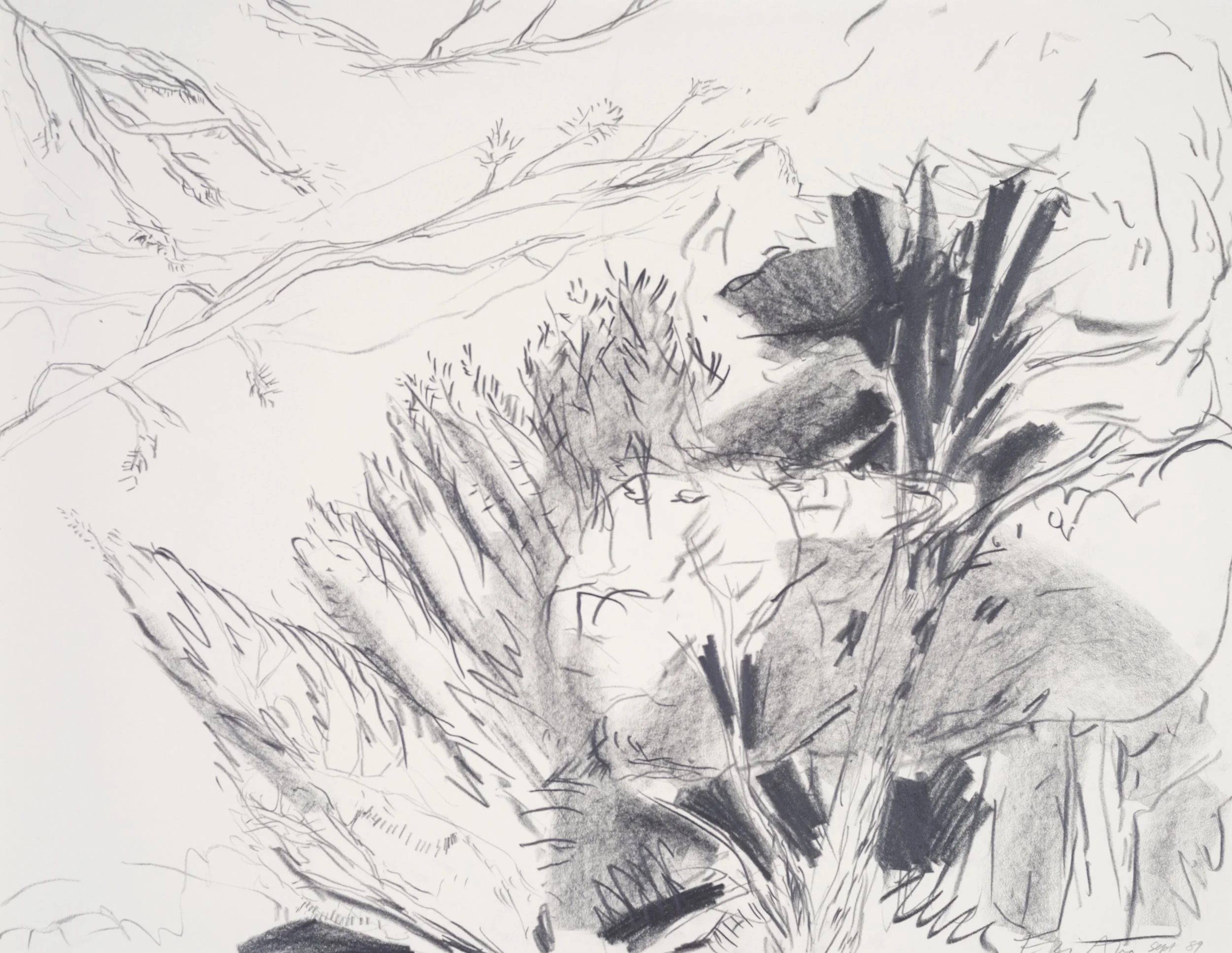 Sketch of a natural scene featuring trees, branches, and a rocky foreground, created with pencil and charcoal.
