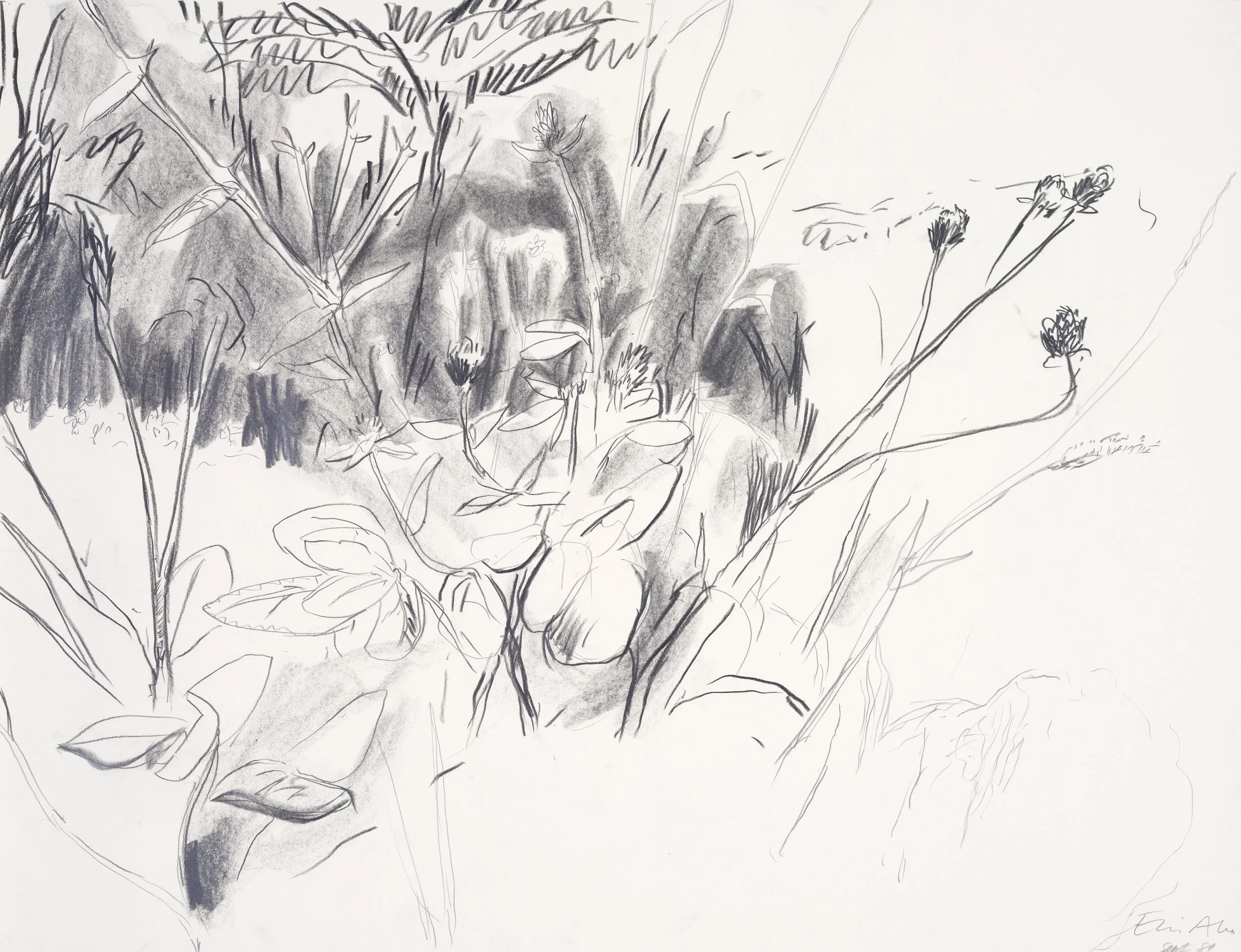 A black and white sketch of a garden with various flowers and plants, some stems and leaves are visible, with a few flowers in bloom.
