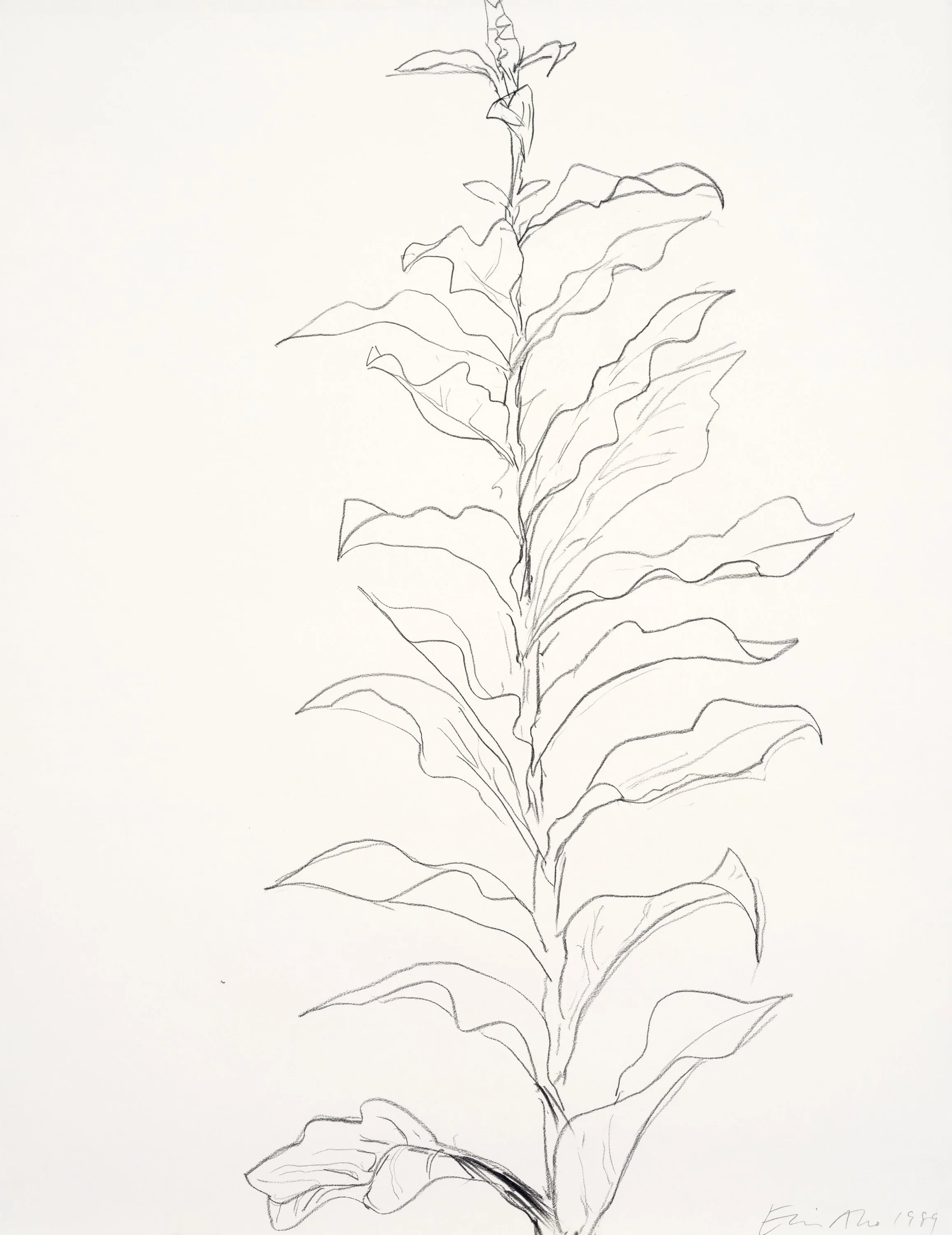 A black and white line drawing of a plant with large, wavy leaves on a white background, signed in the bottom right corner with the name "Erin Mc 1989."