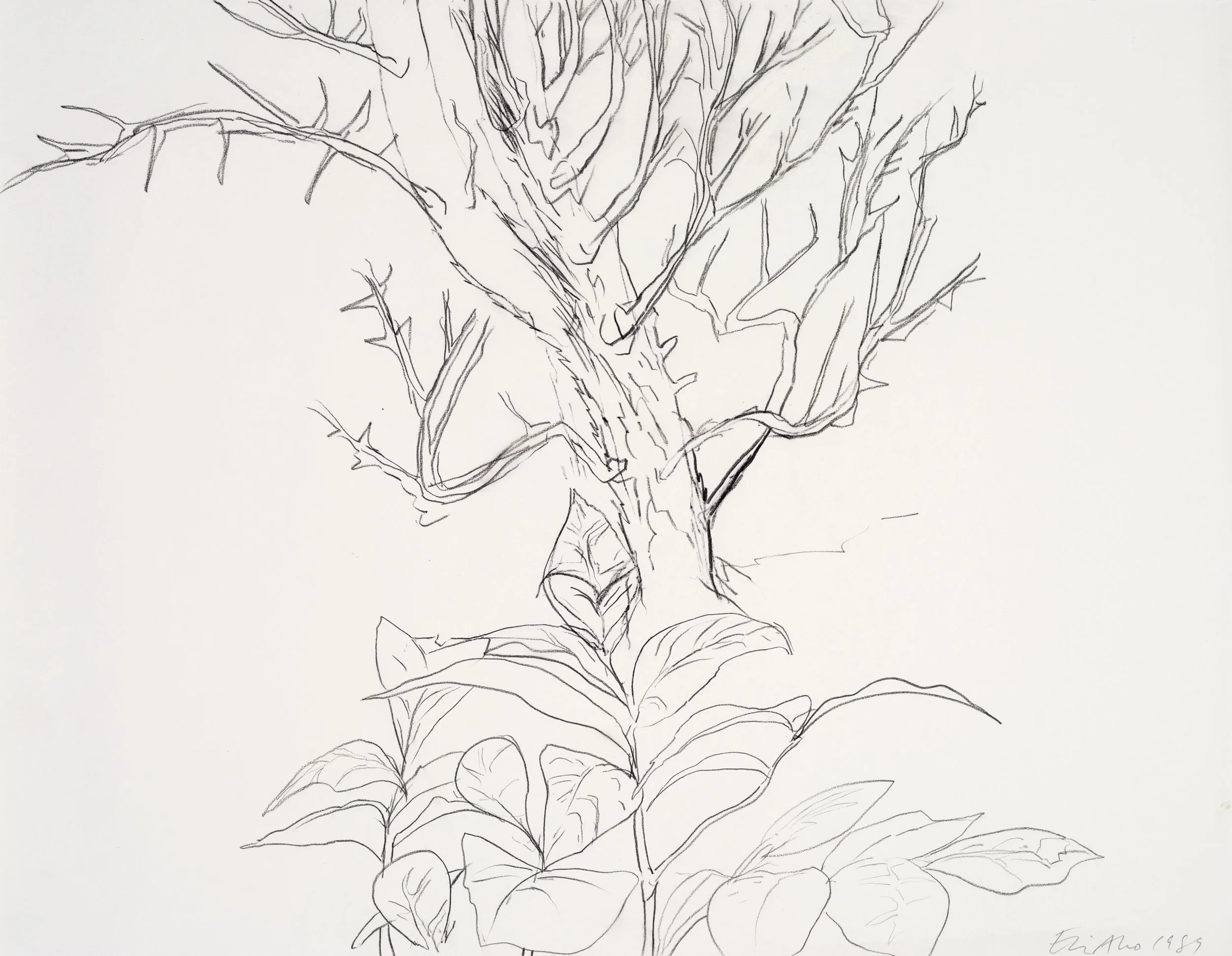 A line drawing of a sunflower with detailed petals, leaves, and a stem.