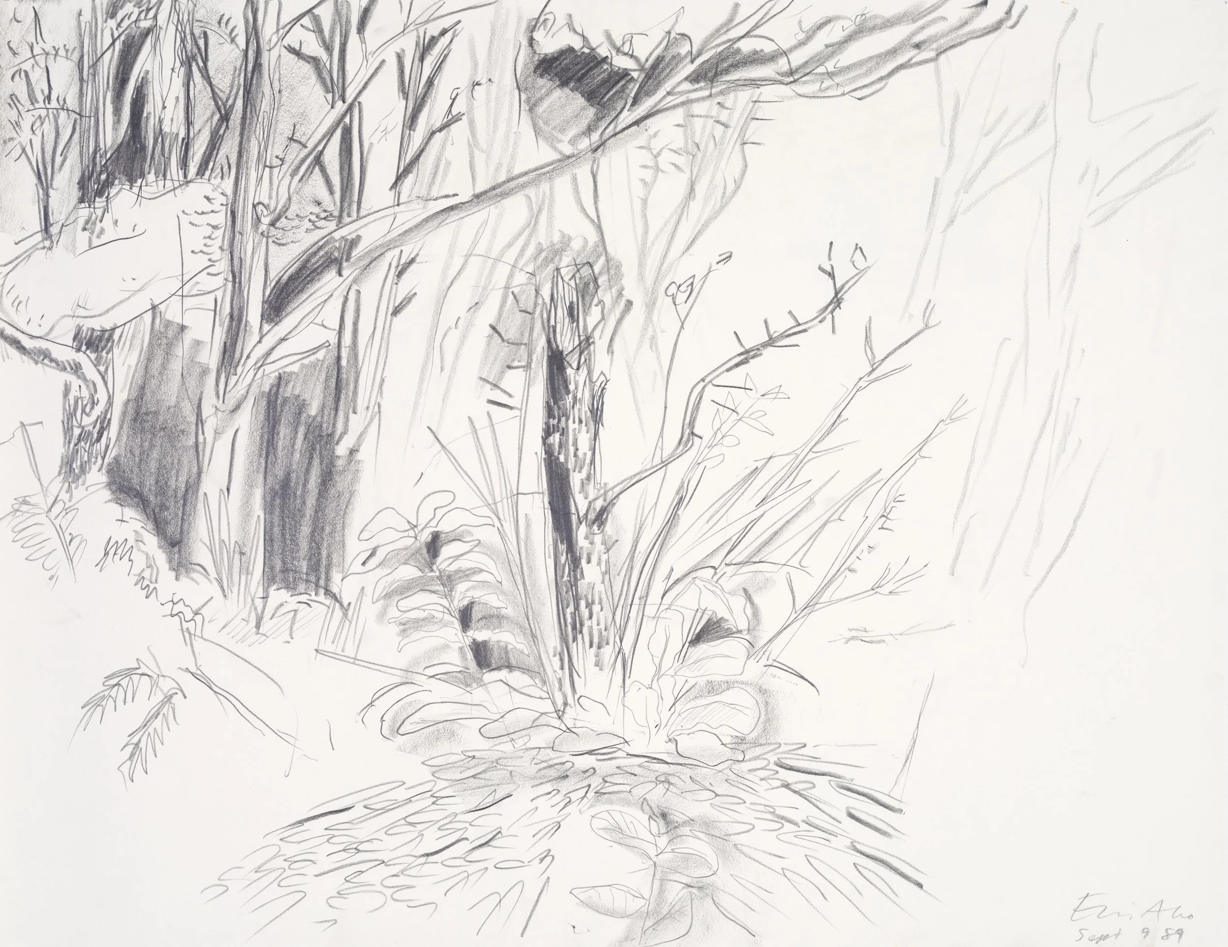 A pencil sketch of a tree with multiple branches and a few leaves. The sketch captures the texture of the tree bark and the natural complexity of the branches.
