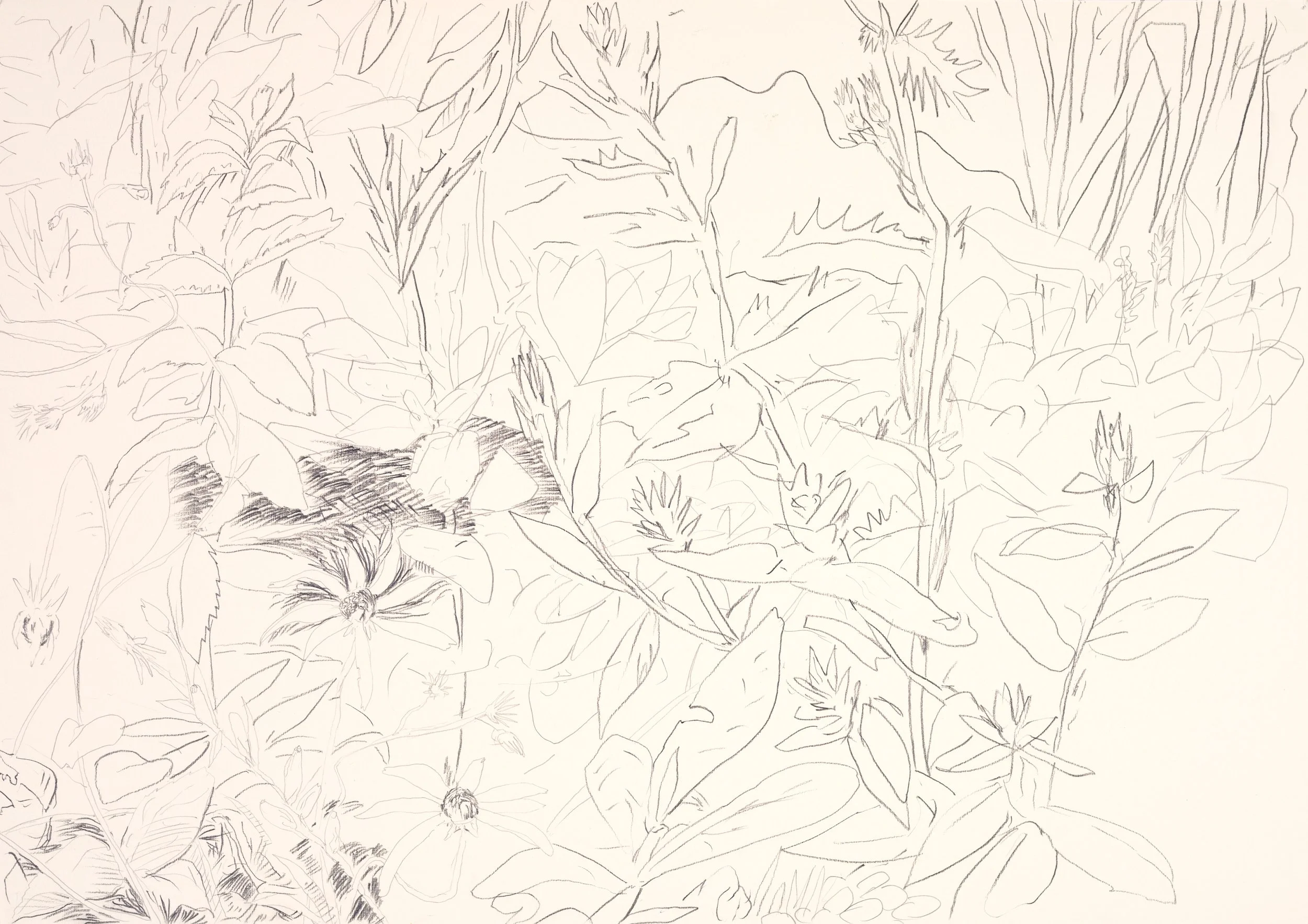 A detailed sketch of various plants and flowers with leaves and buds, possibly in a garden setting.