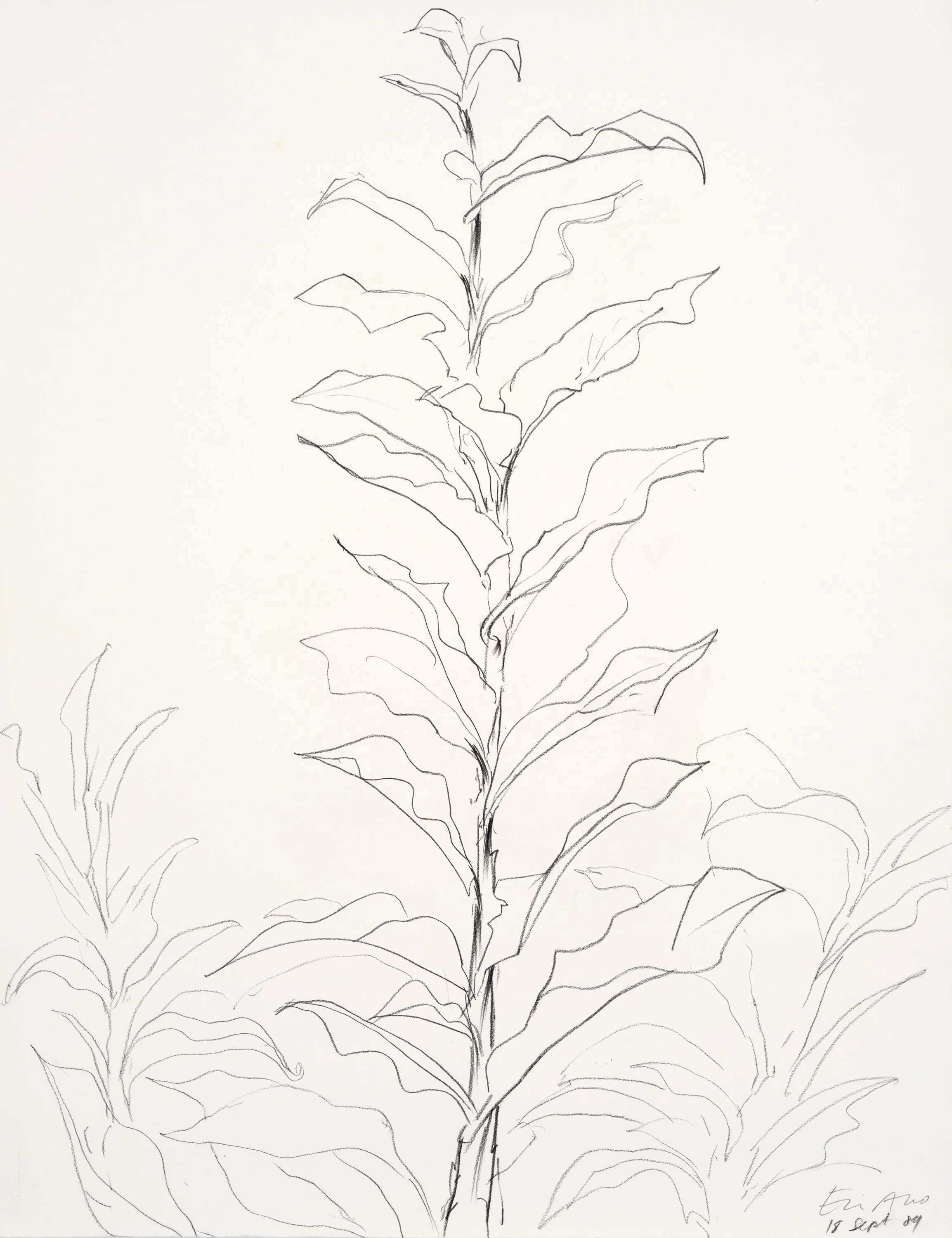 A black and white line drawing of a tall plant with large, wavy leaves along its stem.
