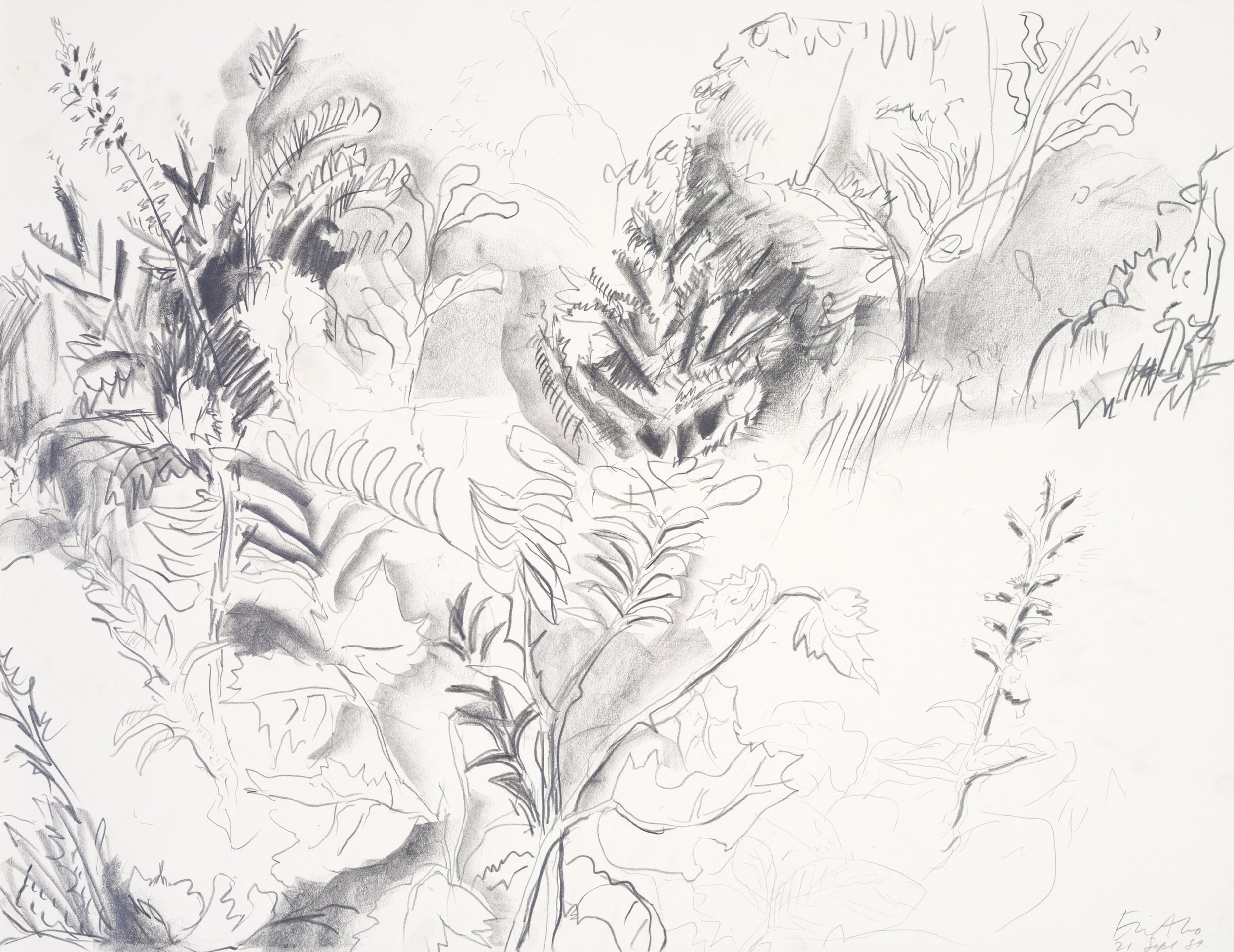 Sketch of a plant with large leaves, drawn with pencil or charcoal.