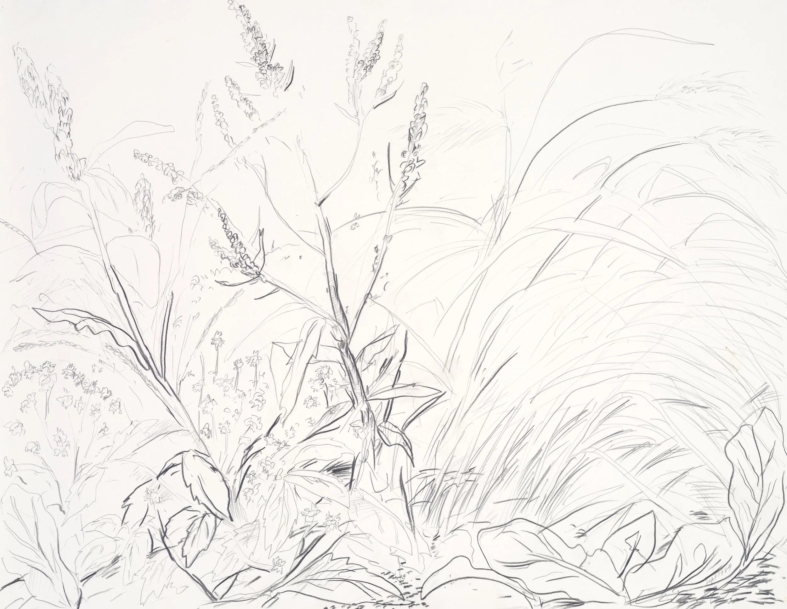 A sketch of a garden with various plants, including tall stalks with flowers and broad leaves.