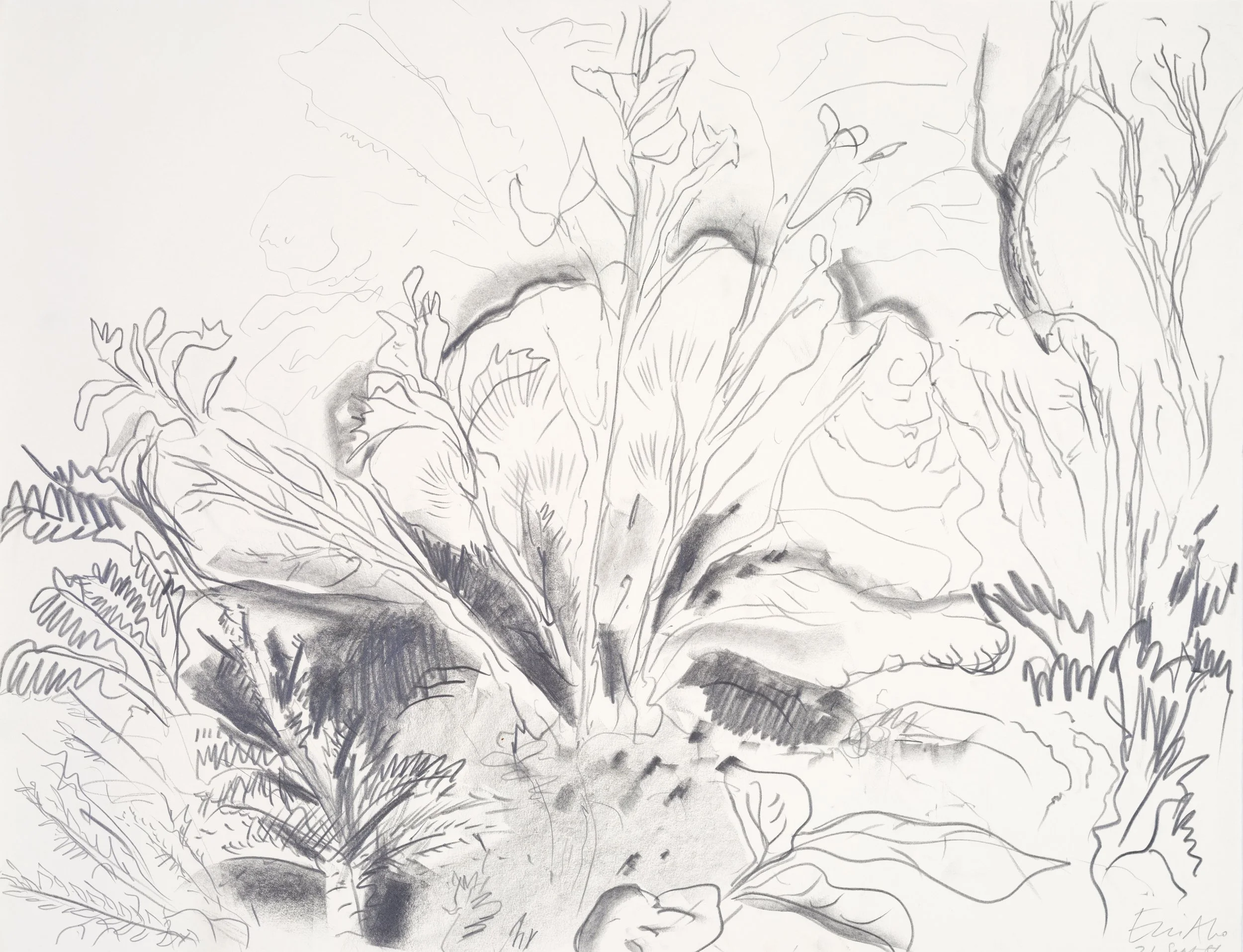 A detailed pencil sketch of a sunflower with leaves and stem.