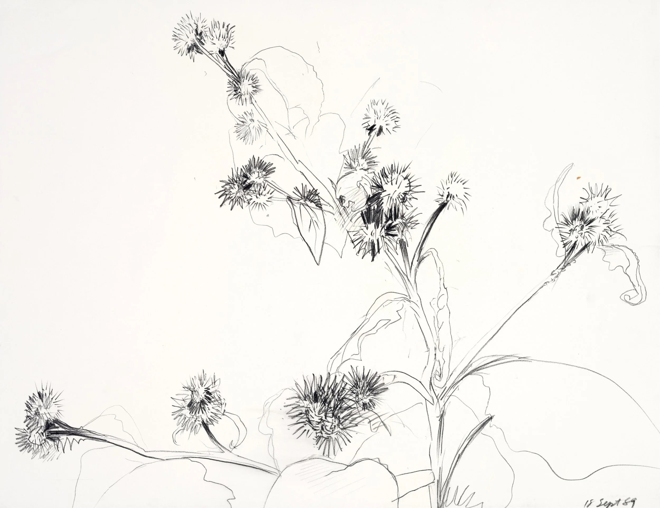 Black ink drawing of a plant with many spiky, round seed heads and elongated leaves on a white background.
