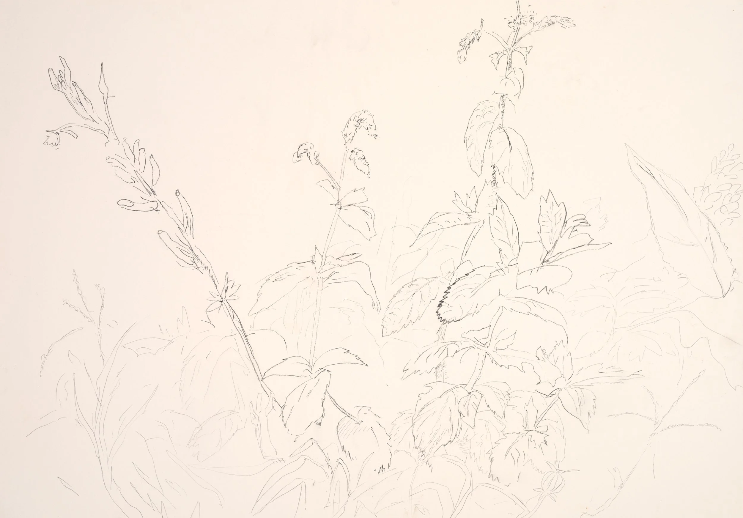 A line drawing of various plants and leaves on a plain background.