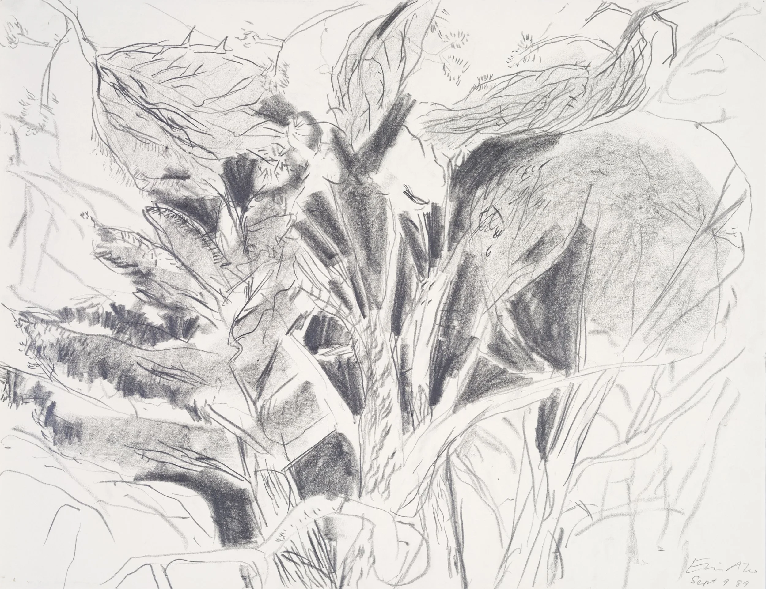 A pencil sketch of a flower with large leaves and a stem, drawn in a loose, gestural style.